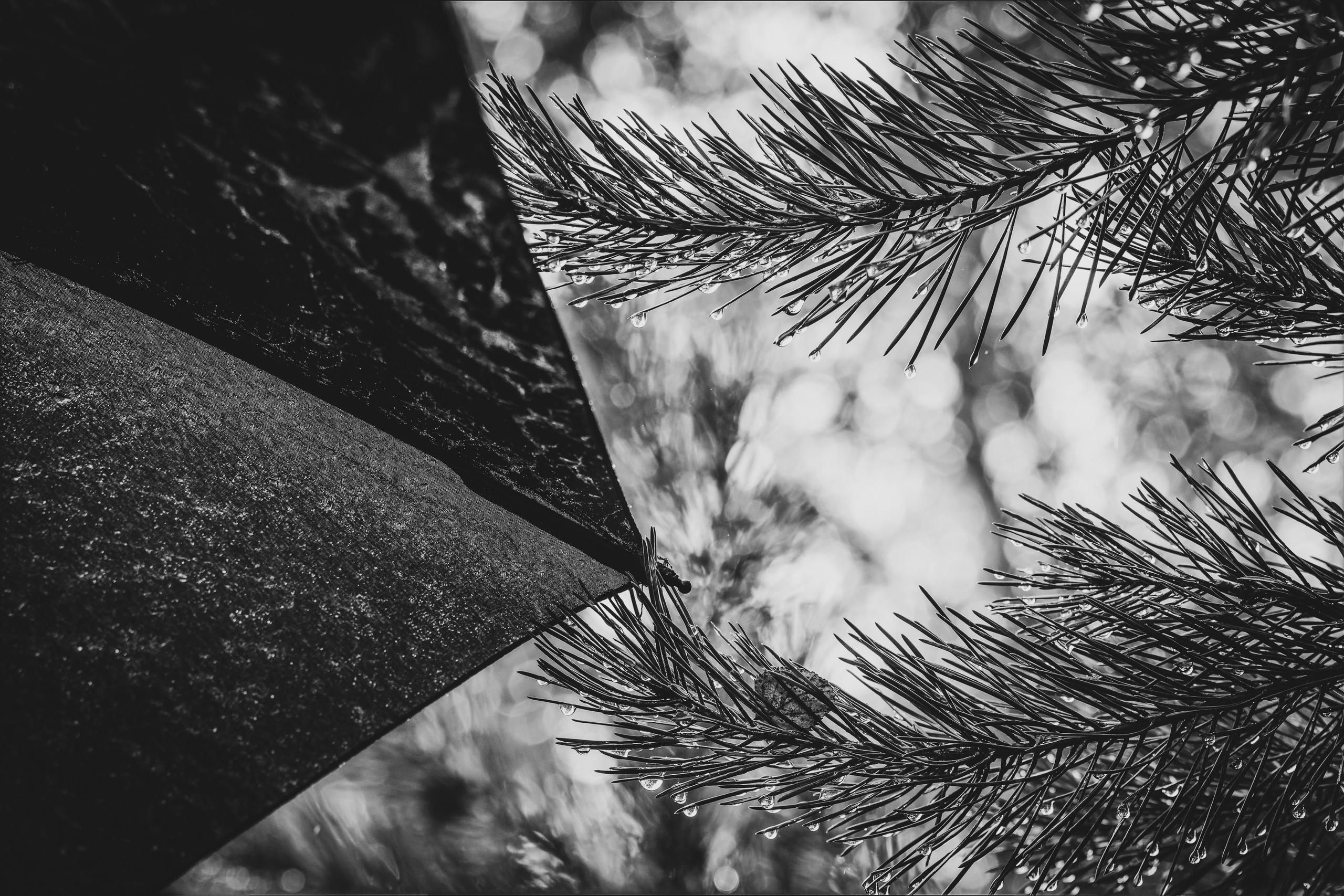 Mets, vihm ja jahedus (Dimitry). Nebula 25 — Fotod teie hingele