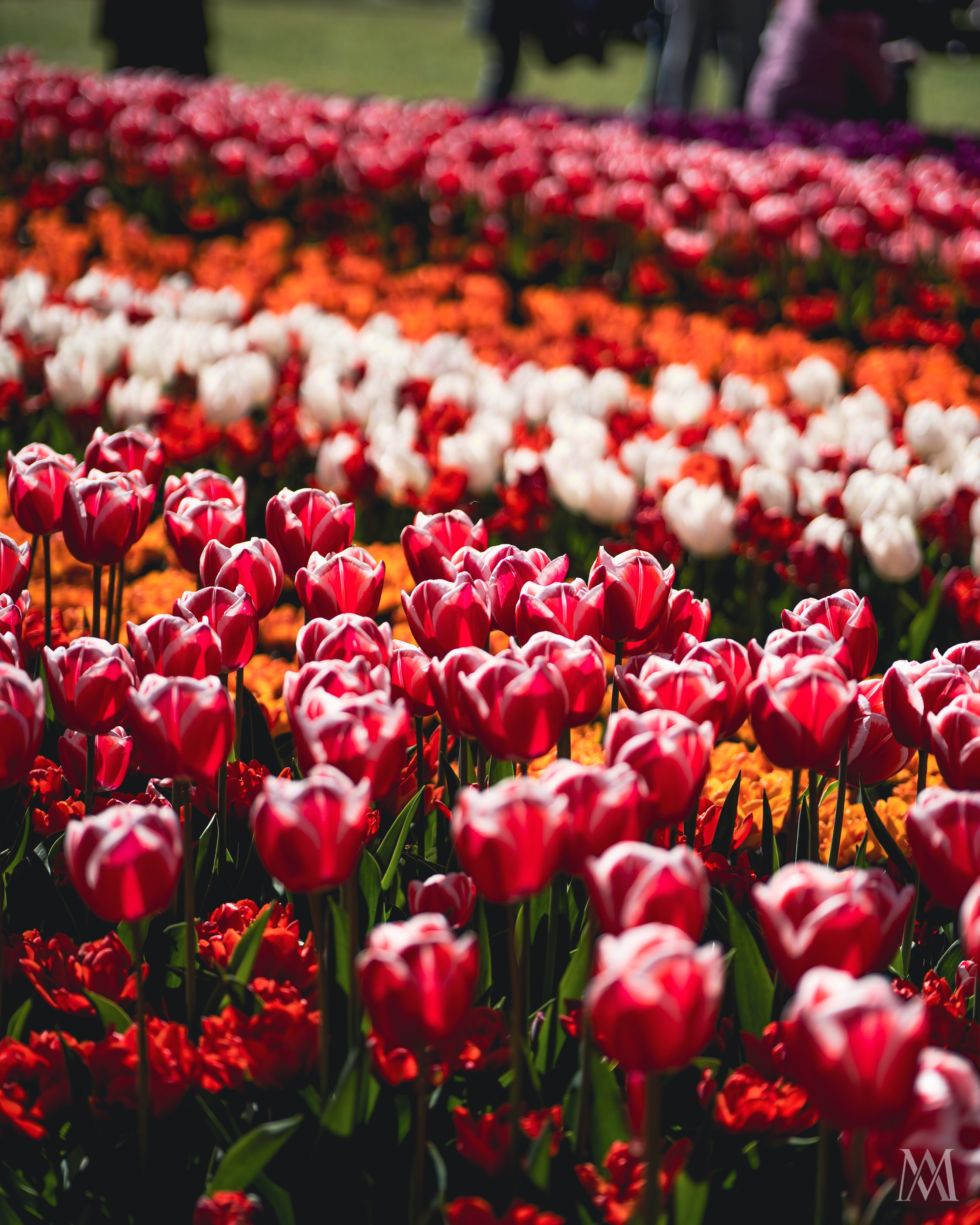 NETHERLANDS. MA Visuals — Fotografia e Vídeo