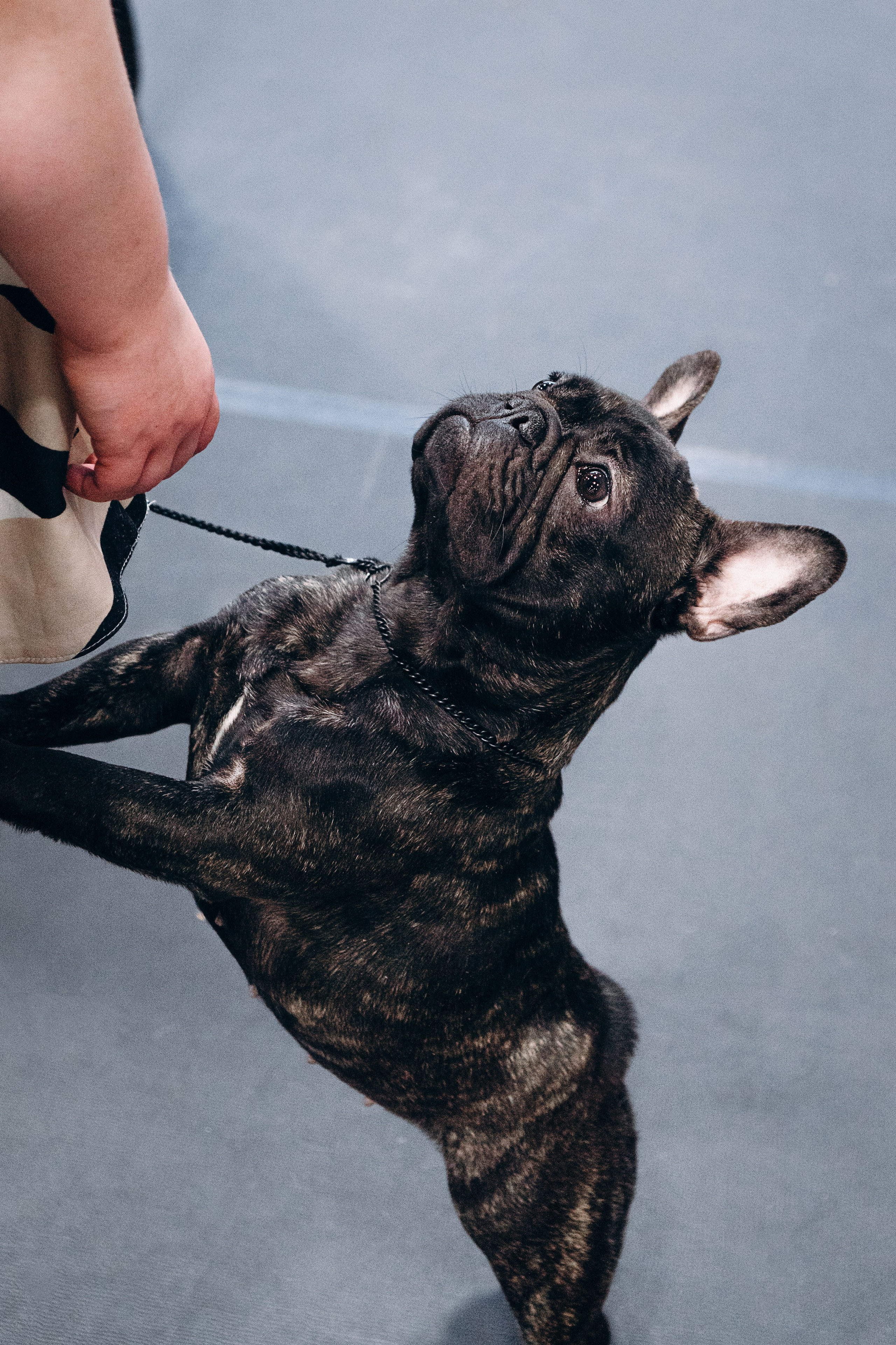 Pärnu dog weekend photo report. Kat Laisaar — Pet photographer in Tallinn