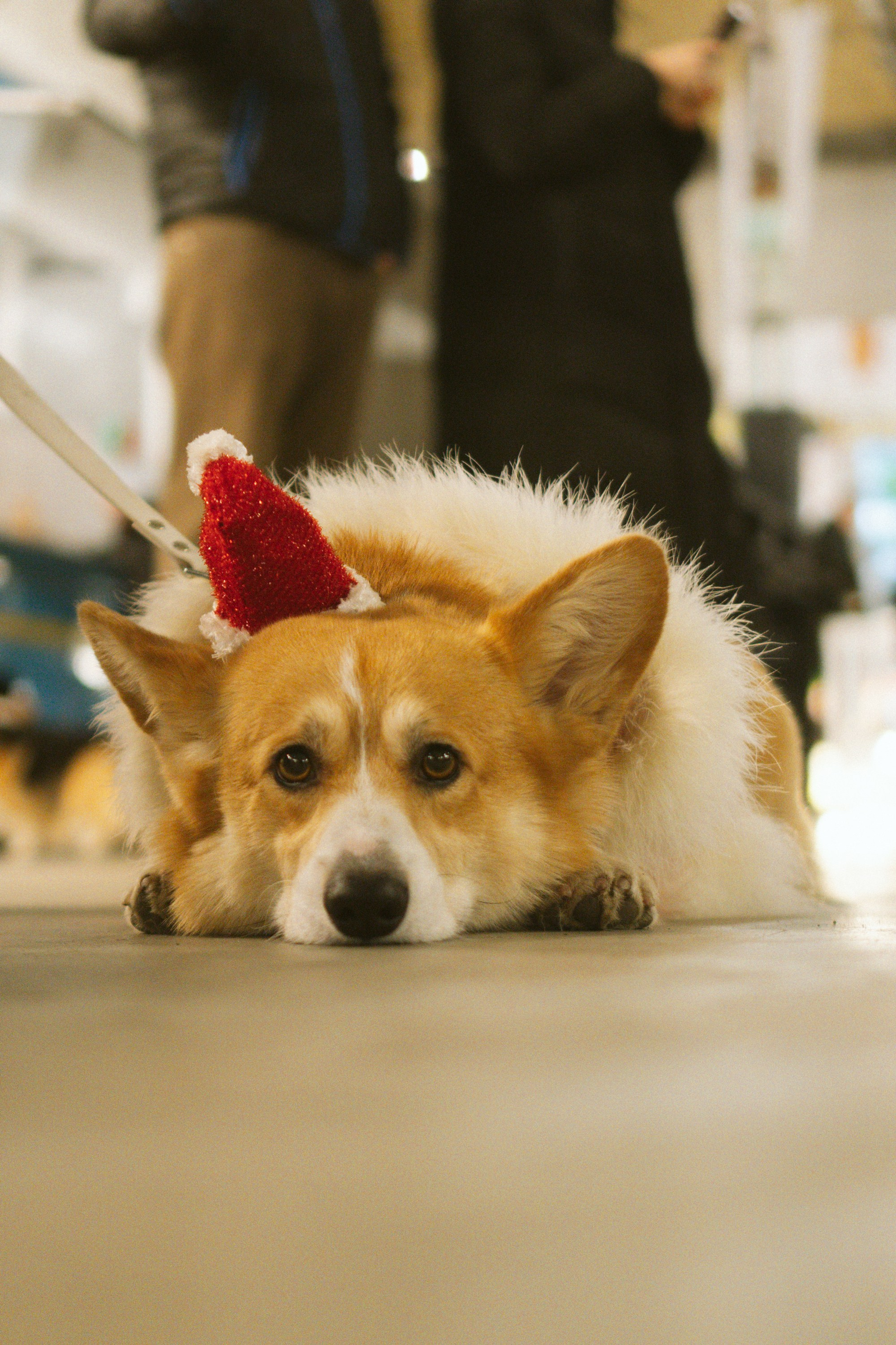 Corgi Fest, Christmas edition. Kat Laisaar — Pet photographer in Tallinn