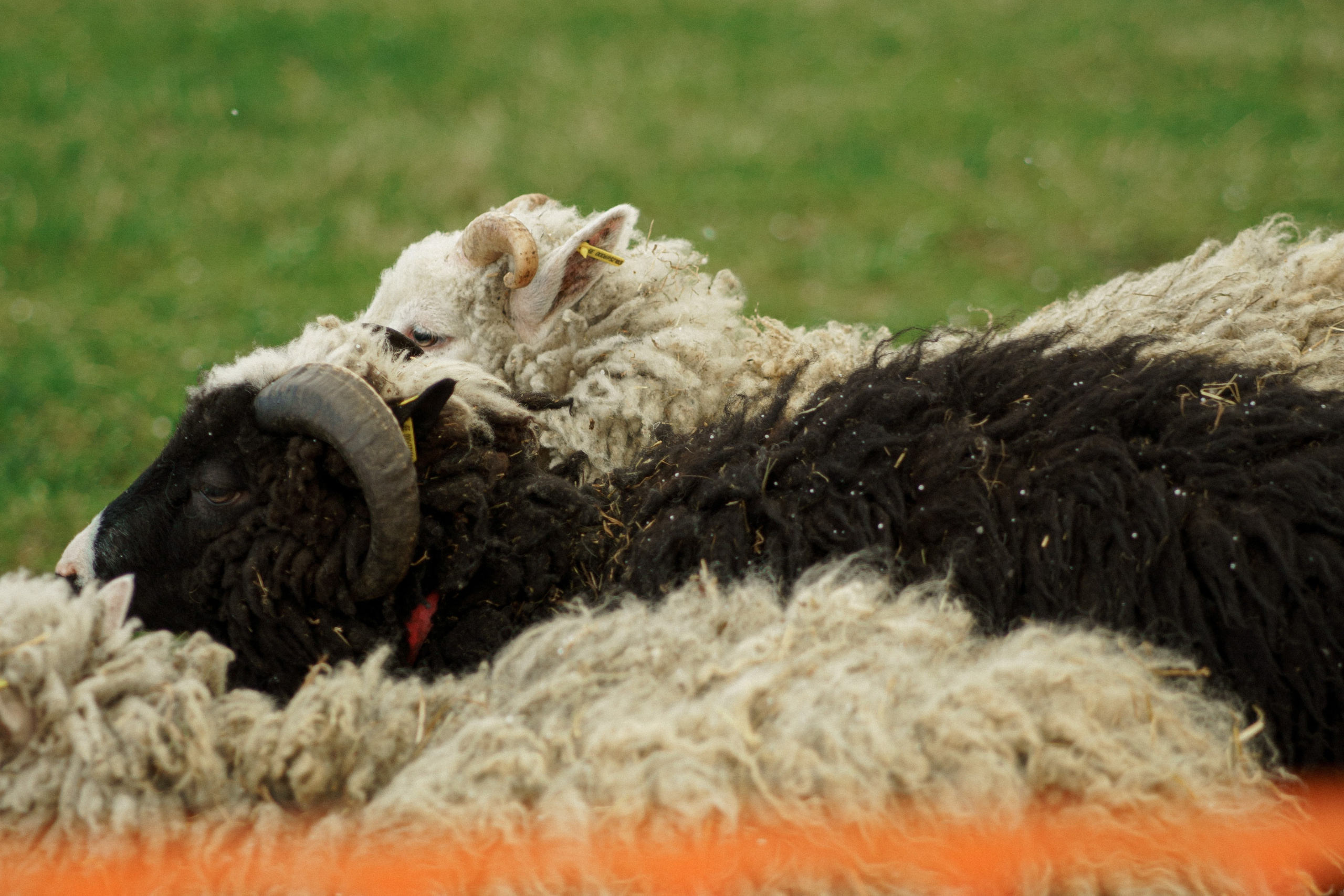 Herding Days, 26 apr. 2025. Kat Laisaar — Pet photographer in Tallinn