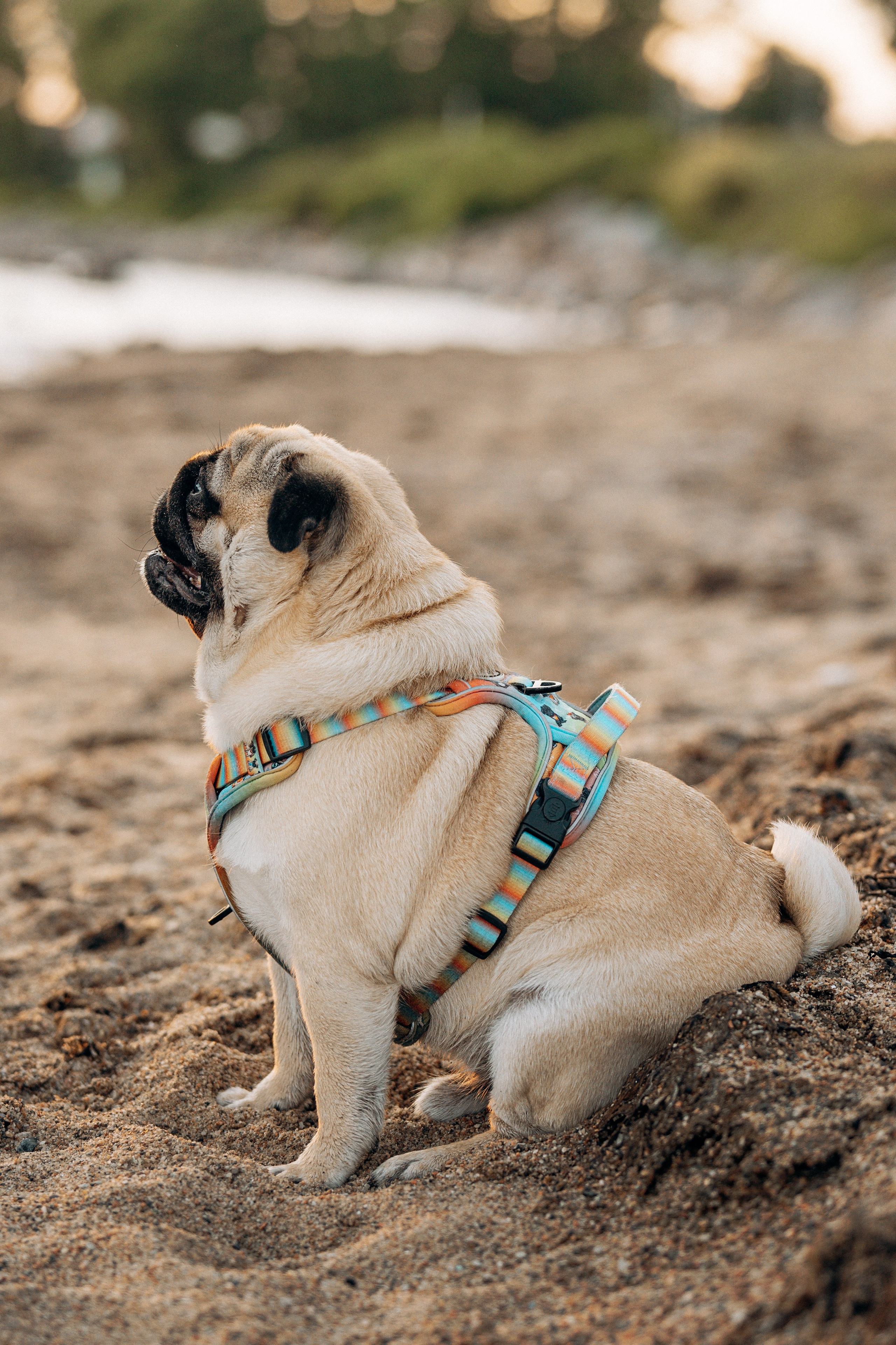 Frank, Tony, Katerina & Lev. Kat Laisaar — Pet photographer in Tallinn