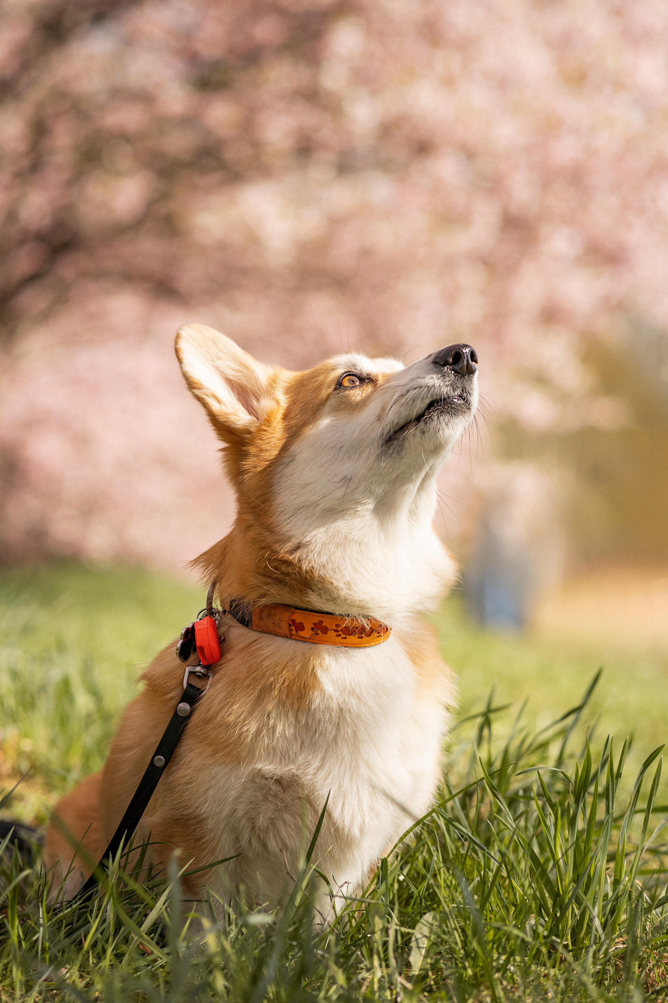 Corgis in Sakura blossom. Kat Laisaar — Pet photographer in Tallinn