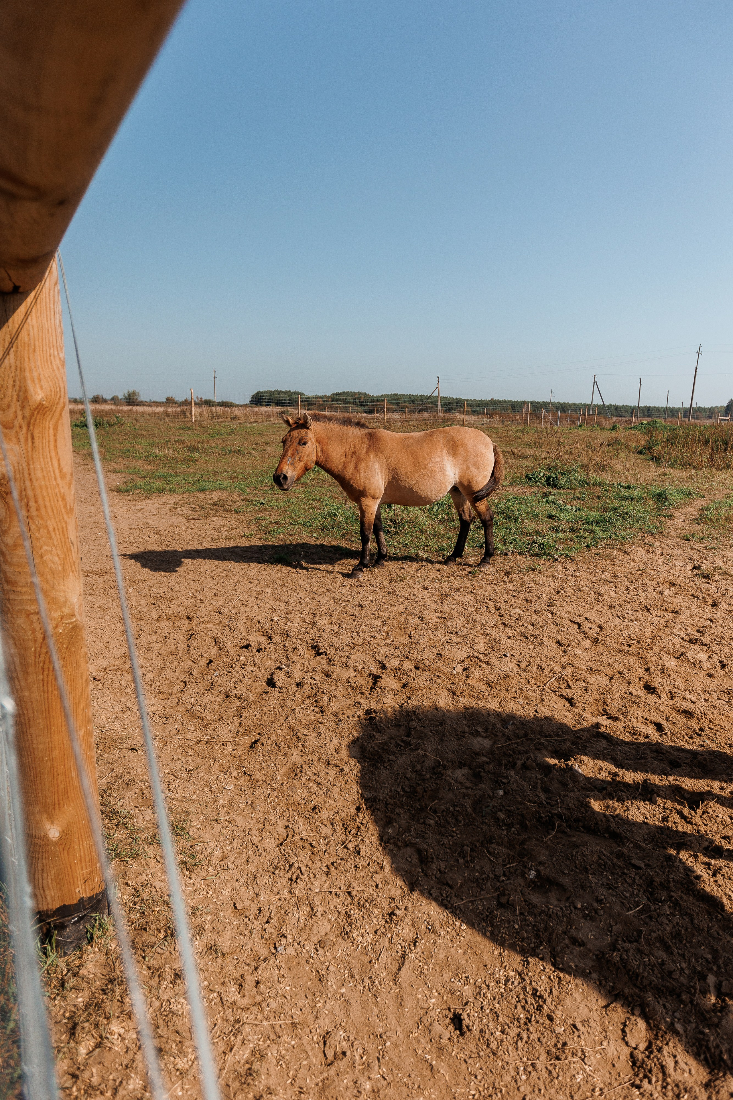 Екопарк Аміла. Ірина Терещук