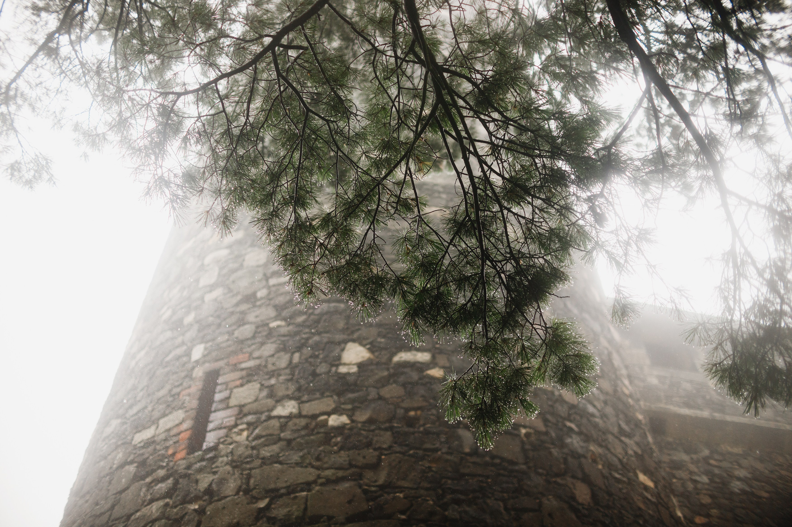 Zamek Grodziec. Kaja | fotograf psów we Wrocławiu