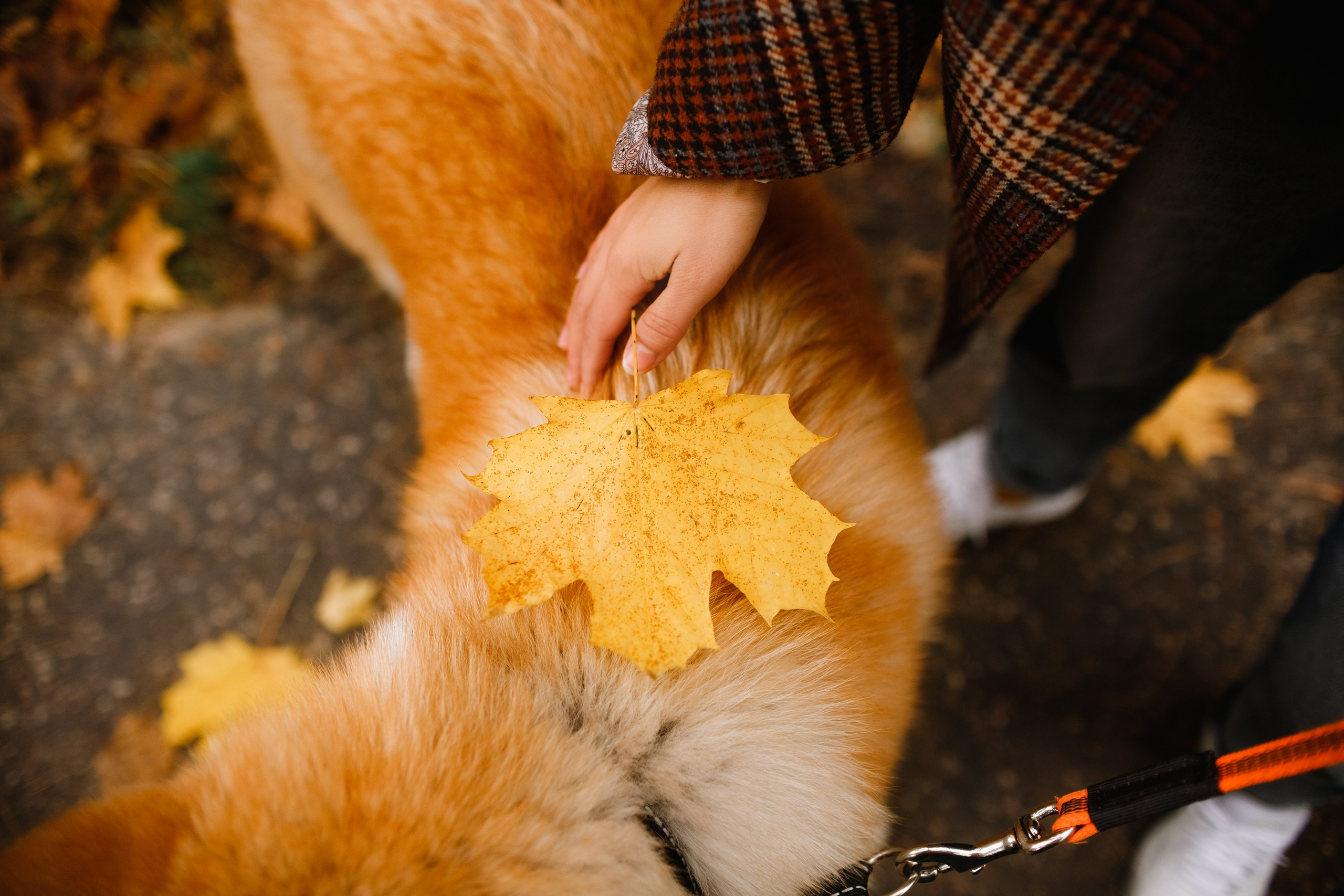Maria & Kenji. Kaja | fotograf we Wrocławiu | ludzie i psy