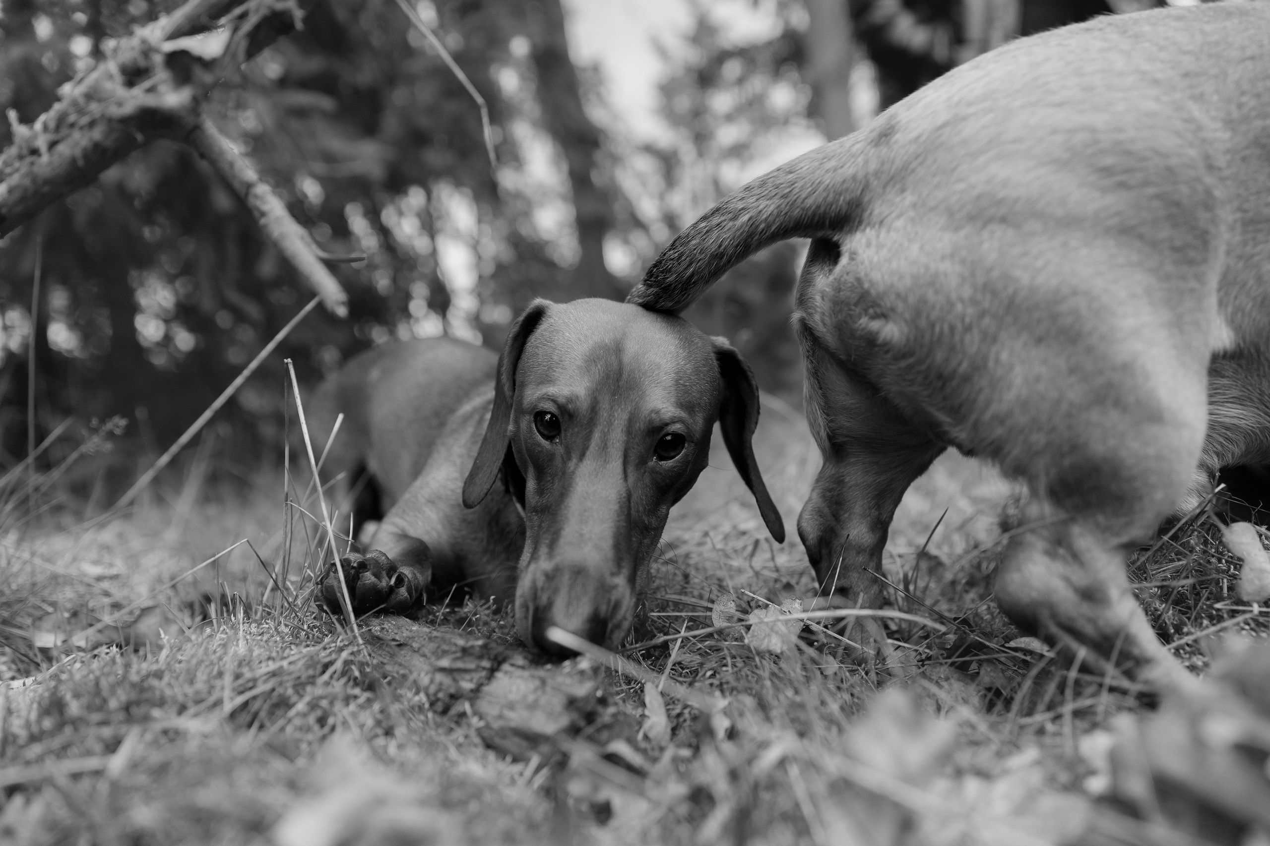 Ania, Franek & Vincent. Kaja | fotograf psów we Wrocławiu