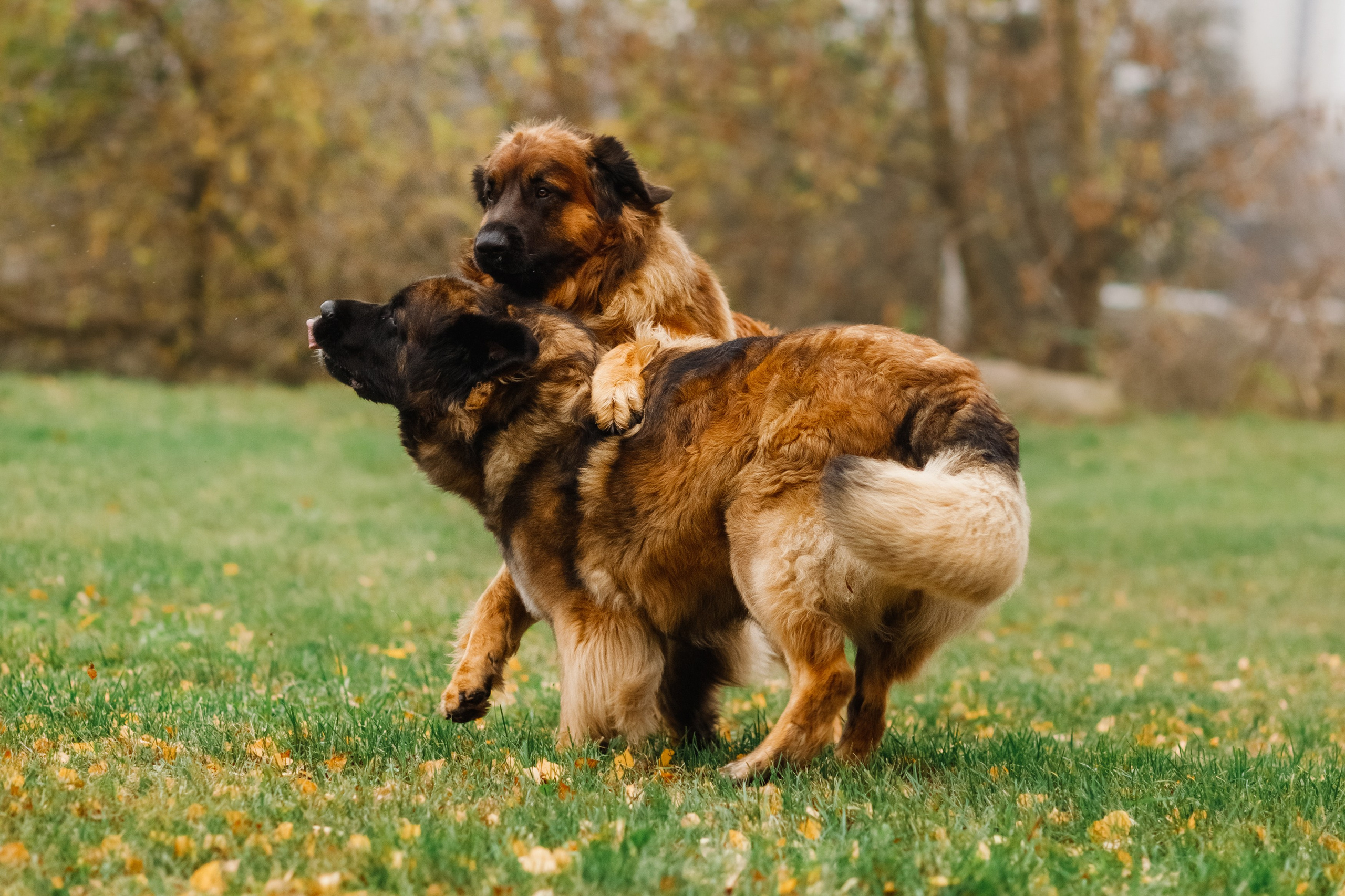 Leonbergers. Kaja | fotograf we Wrocławiu | ludzie i psy
