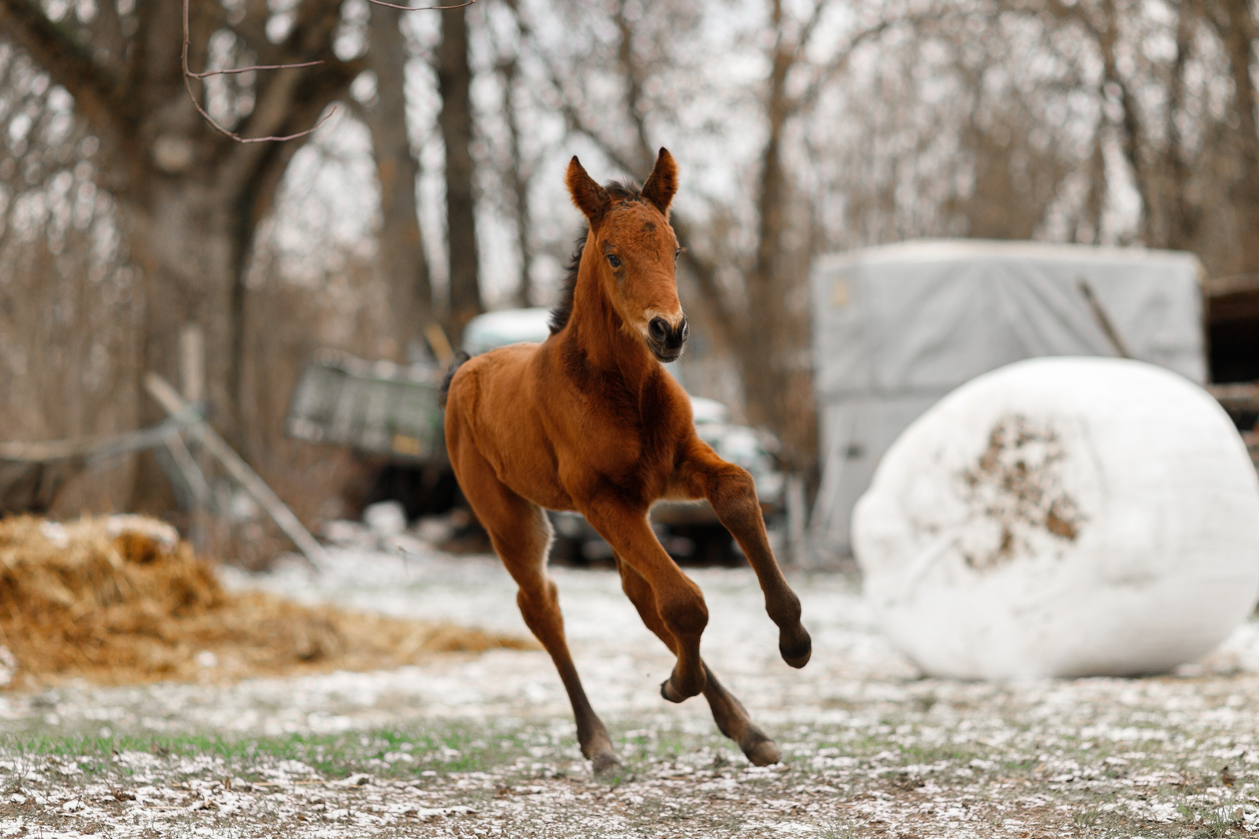 Winter stable. Kaja | fotograf psów we Wrocławiu