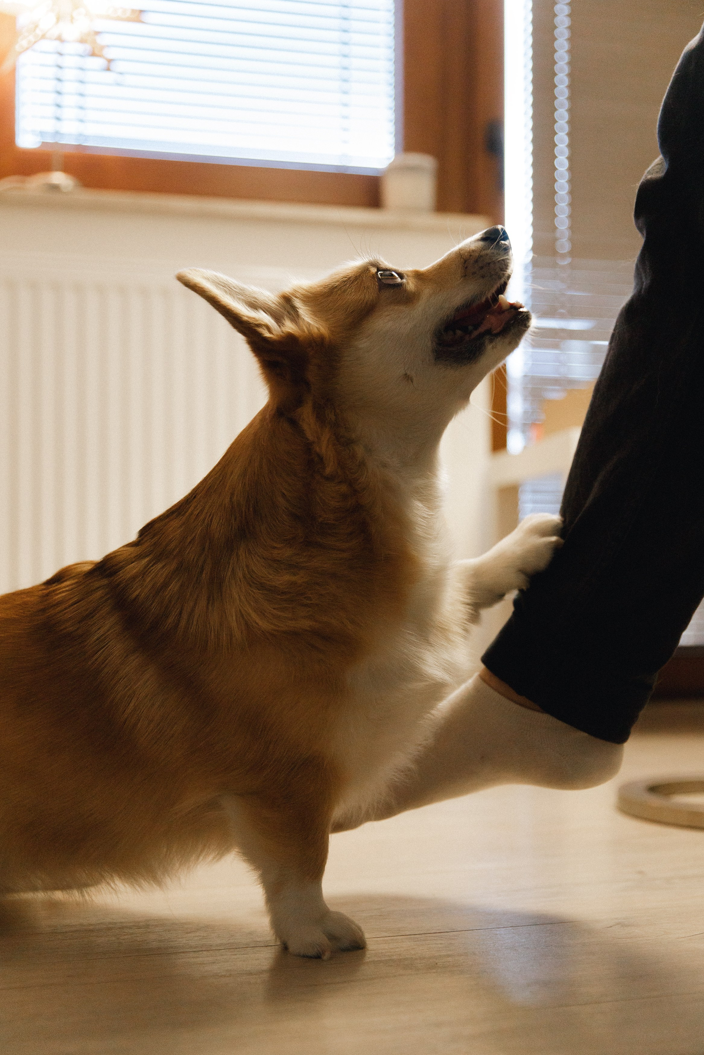 Dasha & Daisy. Kaja | fotograf psów we Wrocławiu