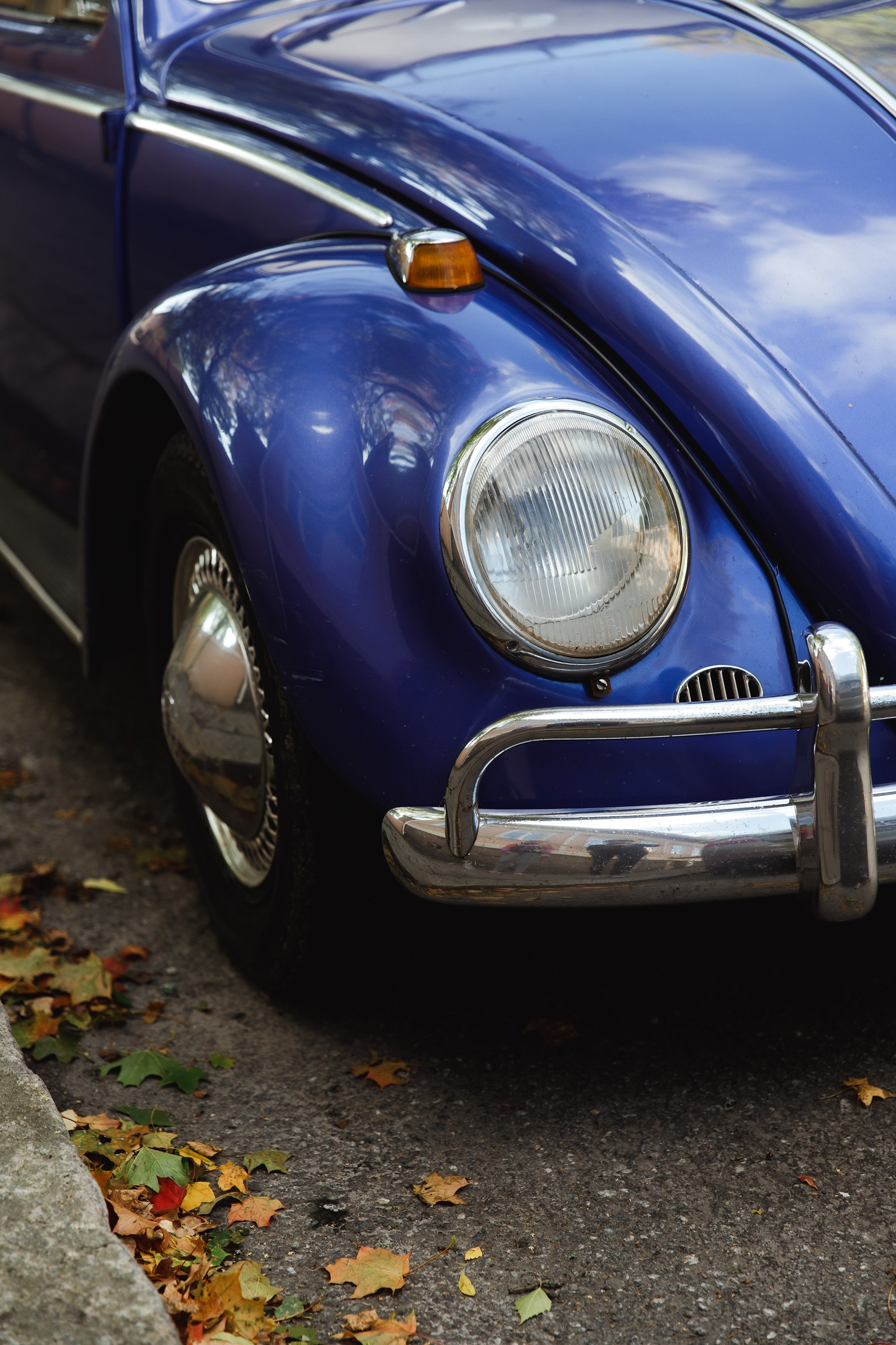 Turku. Kaja | fotograf psów we Wrocławiu