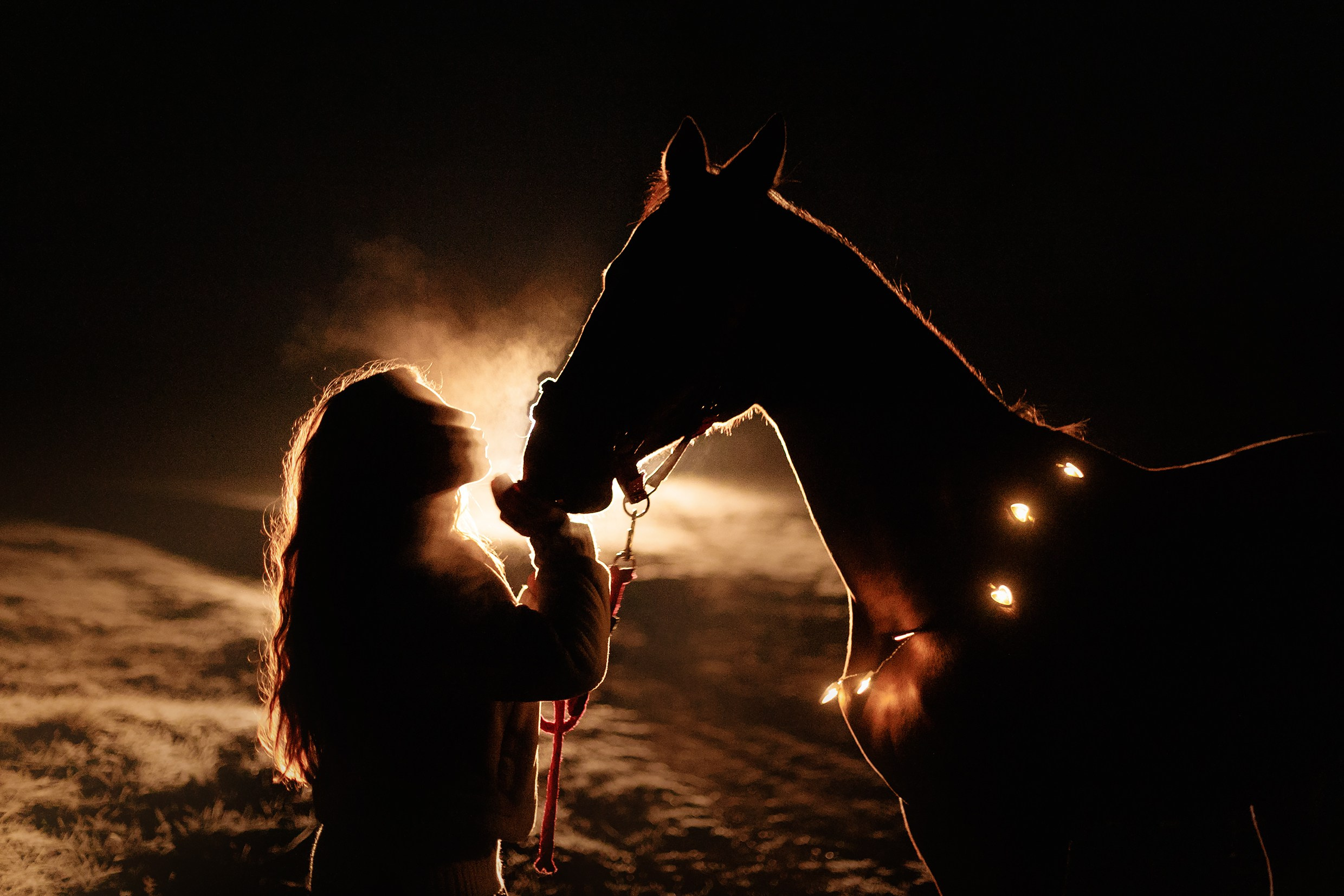 Aibike | winter. Kaja | fotograf psów we Wrocławiu