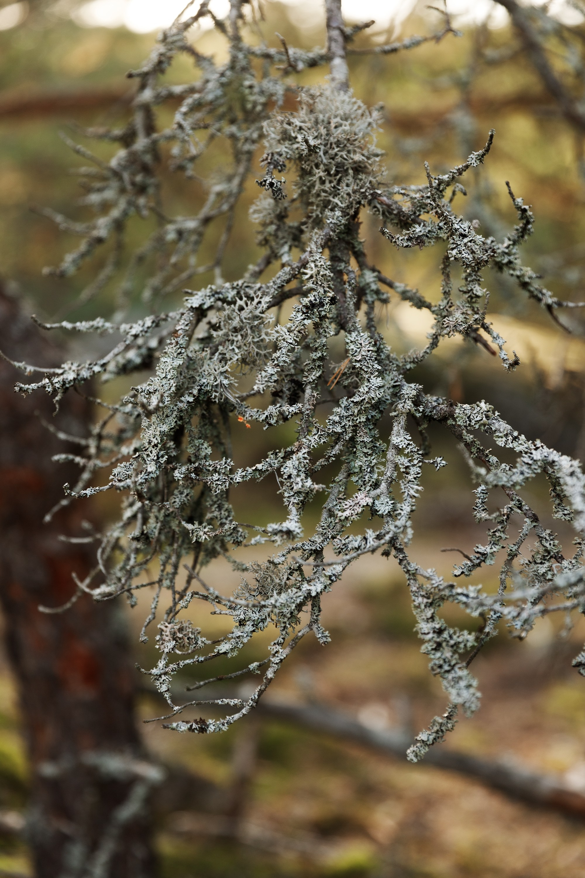 Turku. Kaja | fotograf psów we Wrocławiu