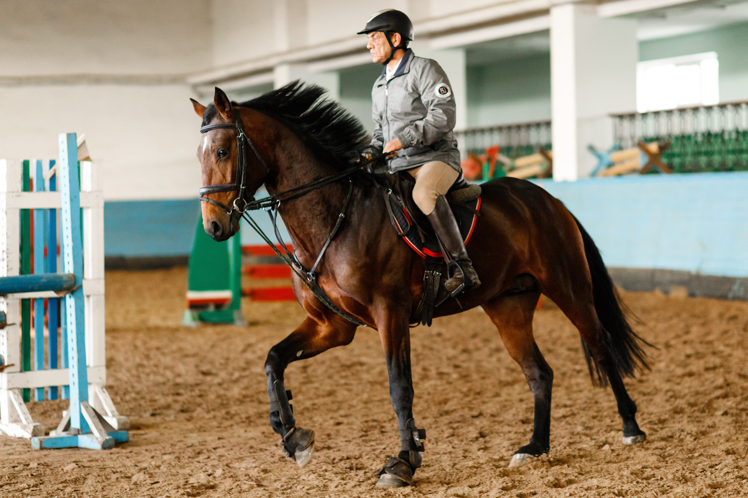Winter show jumping in «Progress». Kaja | fotograf we Wrocławiu | ludzie i psy