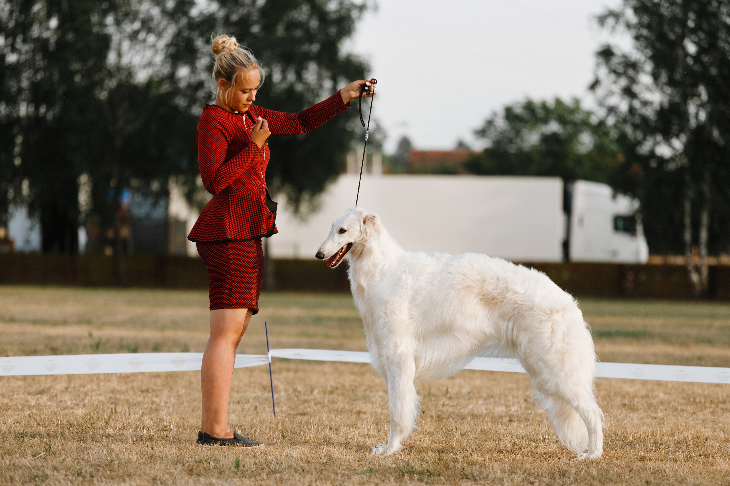 Dog shows | the best ones. Kaja | fotograf psów we Wrocławiu