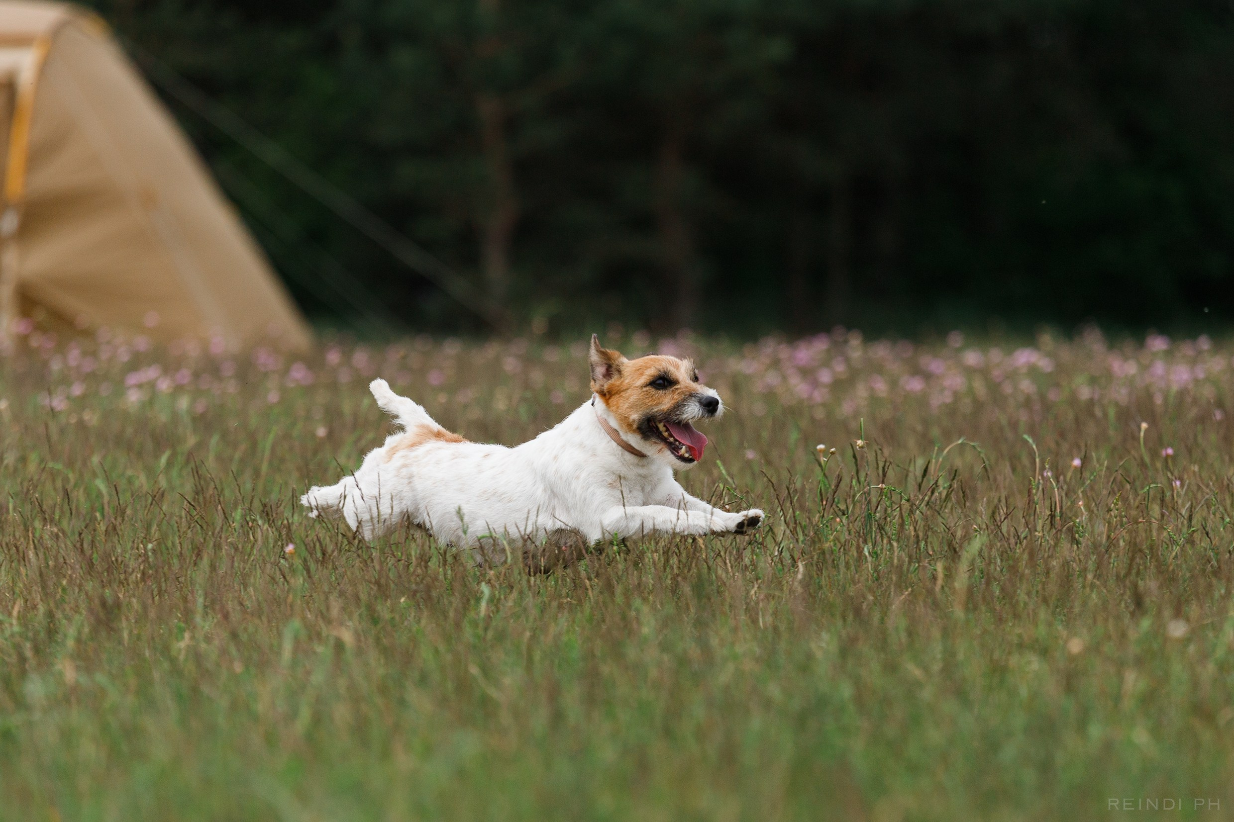 Dog frisbee championship | summer. Kaja | fotograf we Wrocławiu | ludzie i psy