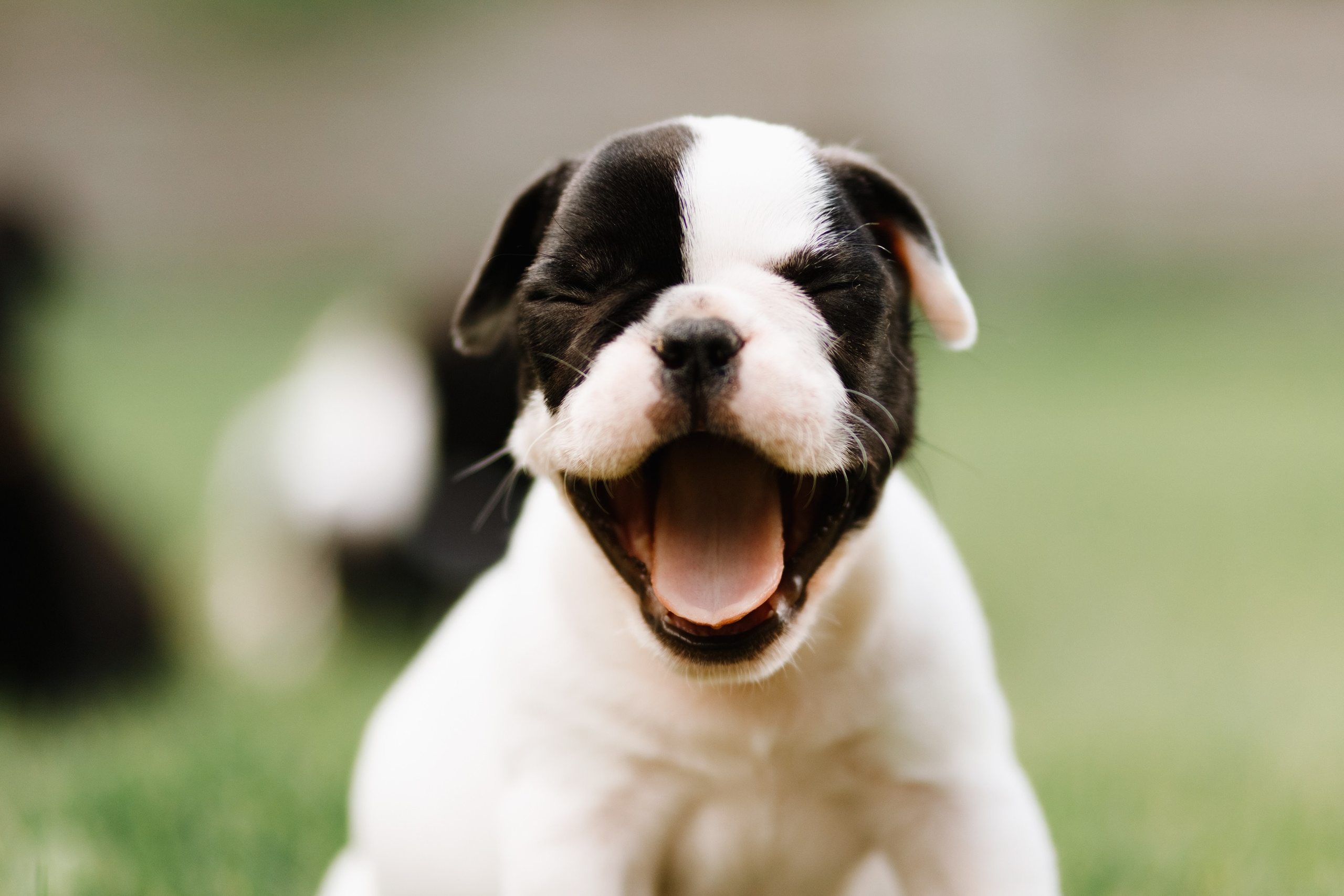 French bulldog puppies. Kaja | fotograf we Wrocławiu | ludzie i psy