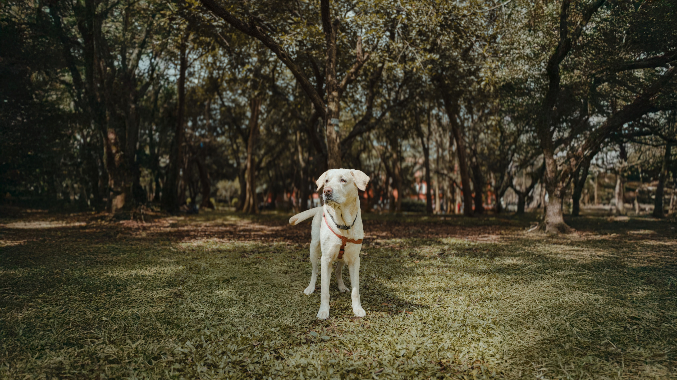 Darshana & Debabrata Pre-wedding. Wedding and Family photographer in india