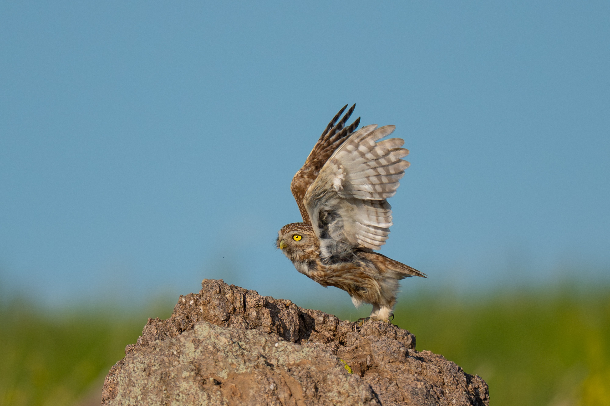 Buhos. Nature photographer Yuri Soria-Galvarro