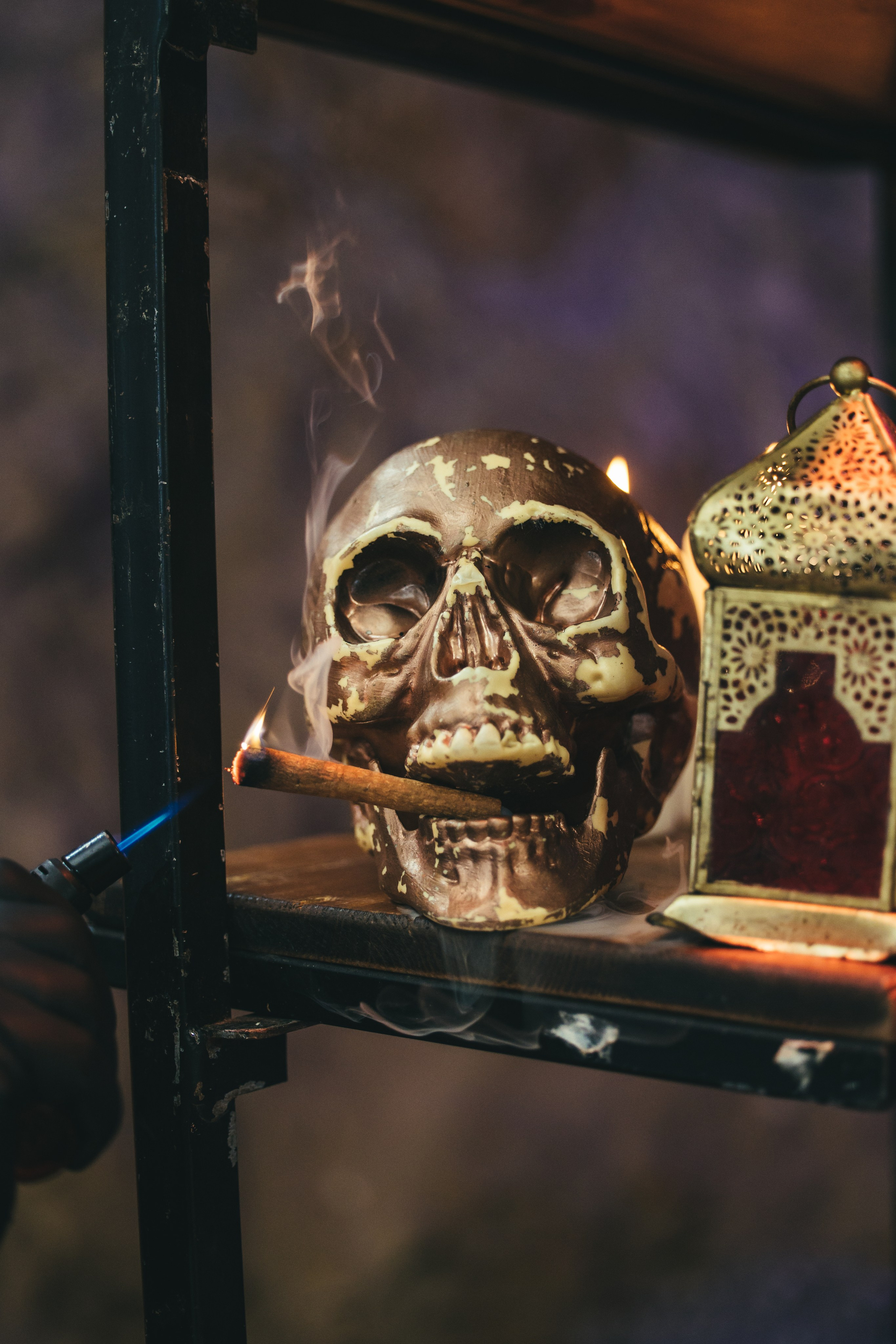 זרעי גדרה — SYNGENTA. AMIR BUCHNIK PHOTOGRAPHER