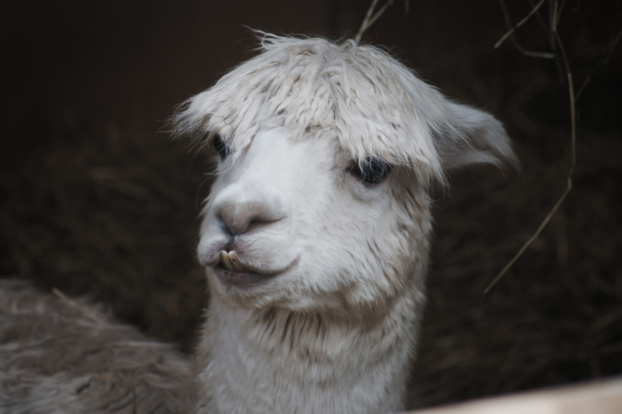 Nature. Portrait and Street photographer in Vilnius Edgar Shaipunas