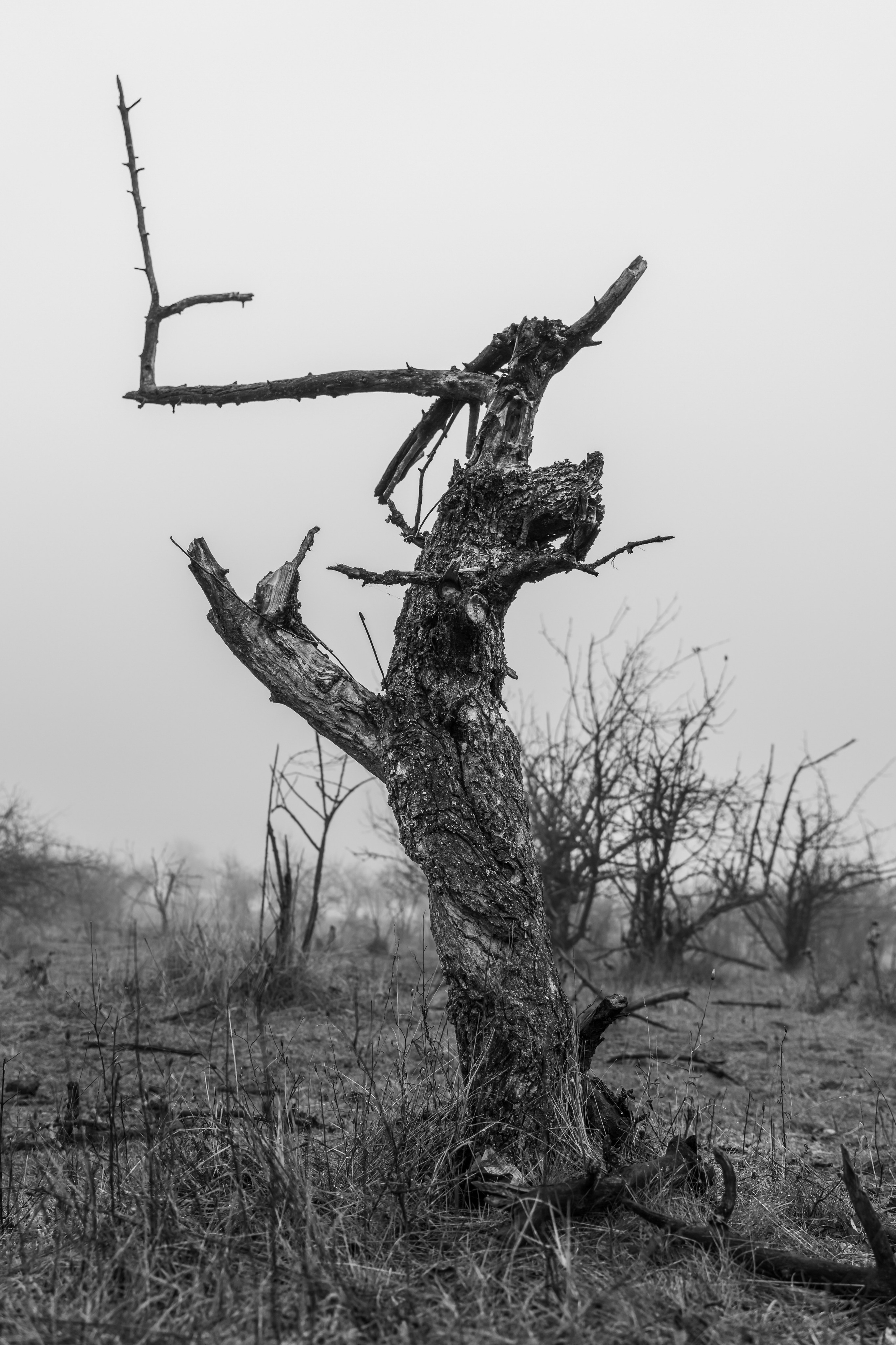 Fine Art. Cosmin Neață | Fotograf & Videograf Timișoara
