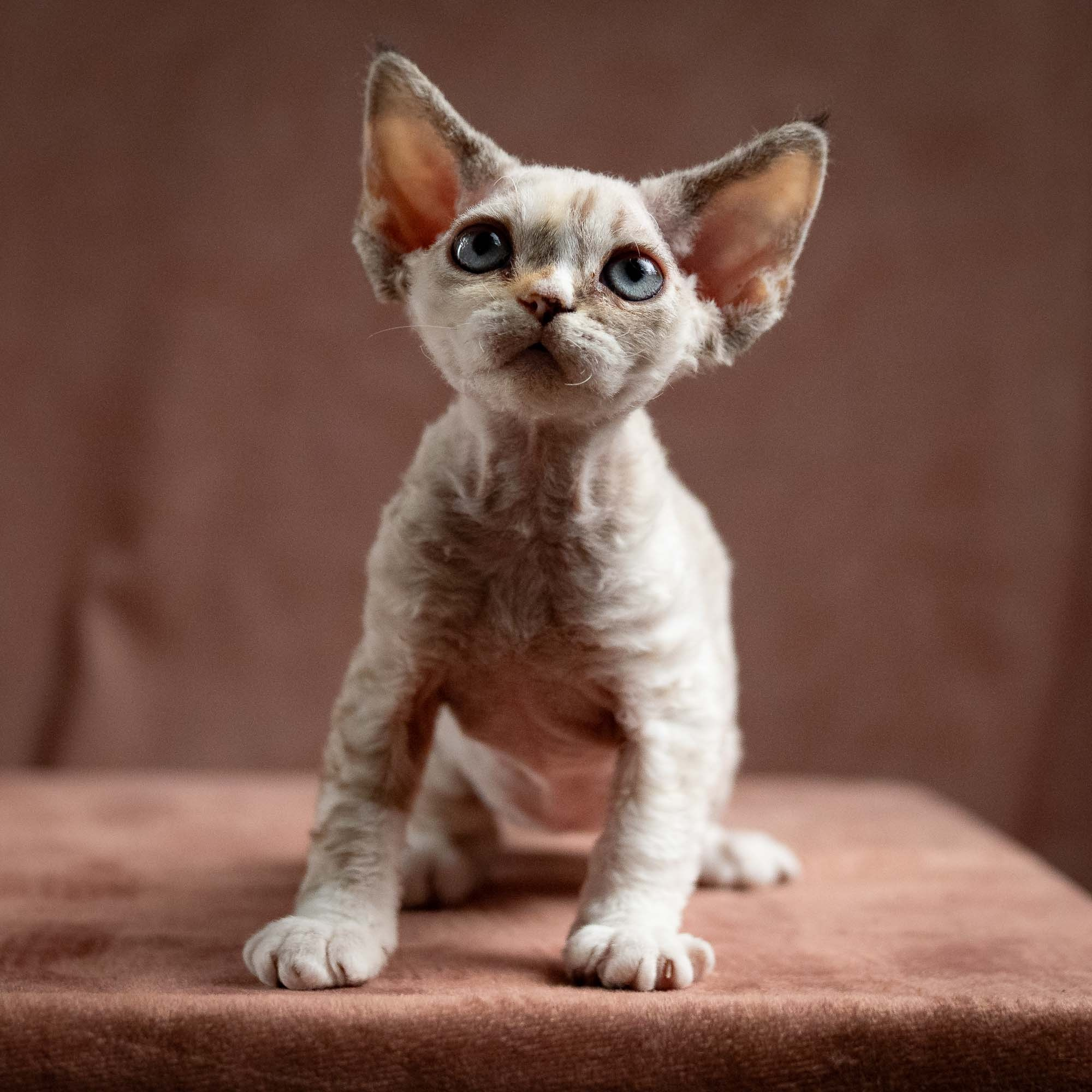 Nova, girl, born 01.17.26. Devon Rex Pixie Cattery