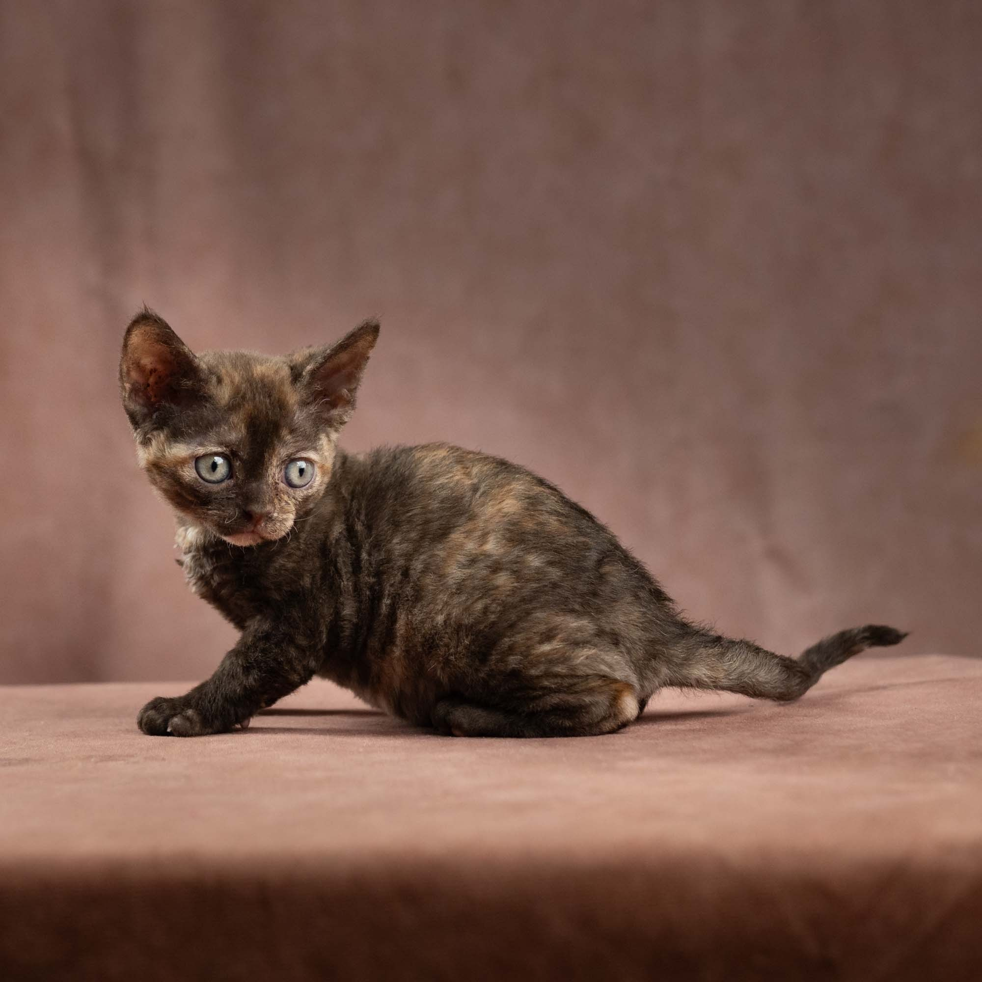 Dory, girl, born on 06.06.24 SOLD. Devon Rex Pixie Cattery