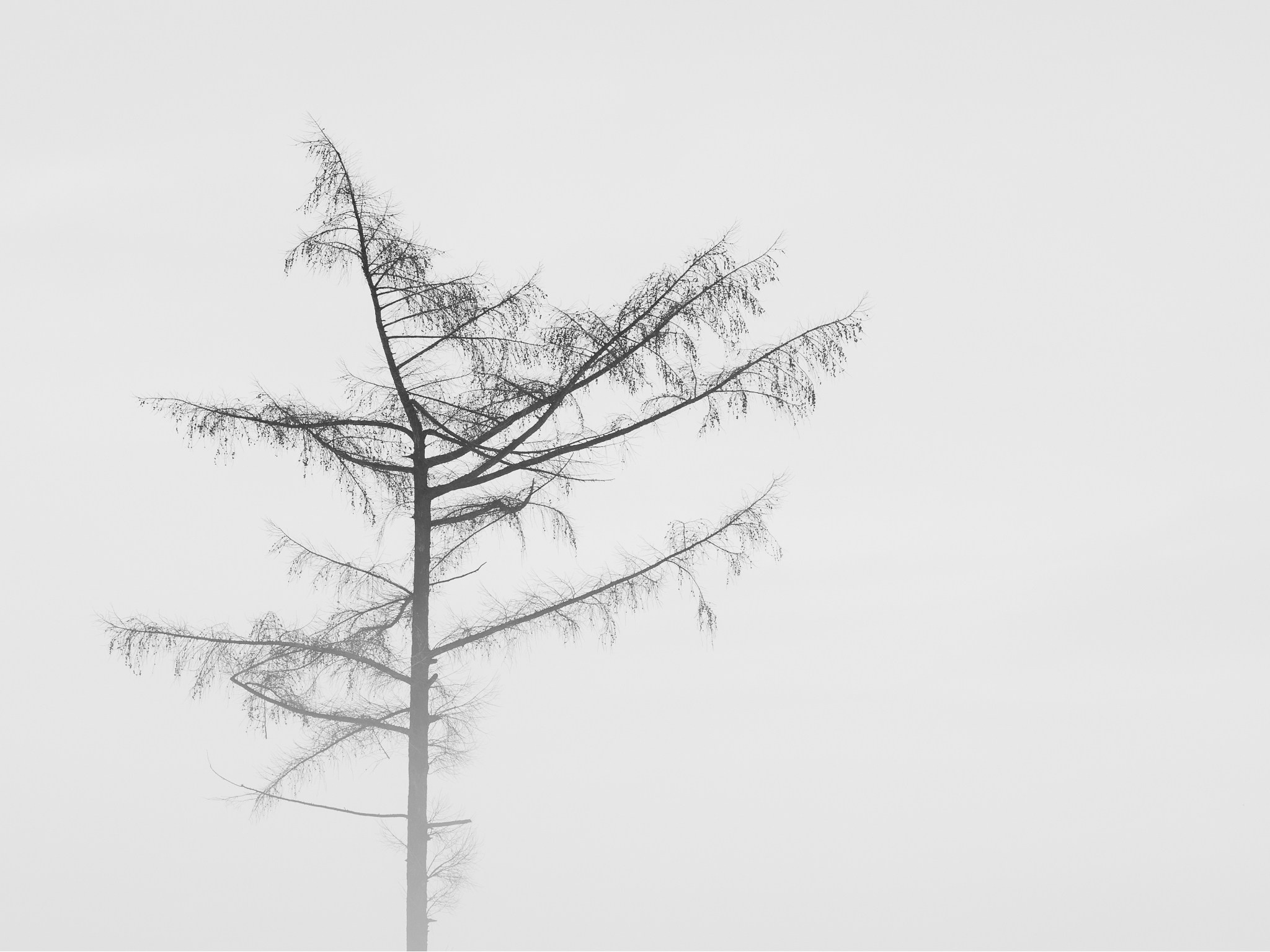 Woodlands. Nature Photographer and Videographer from Germany