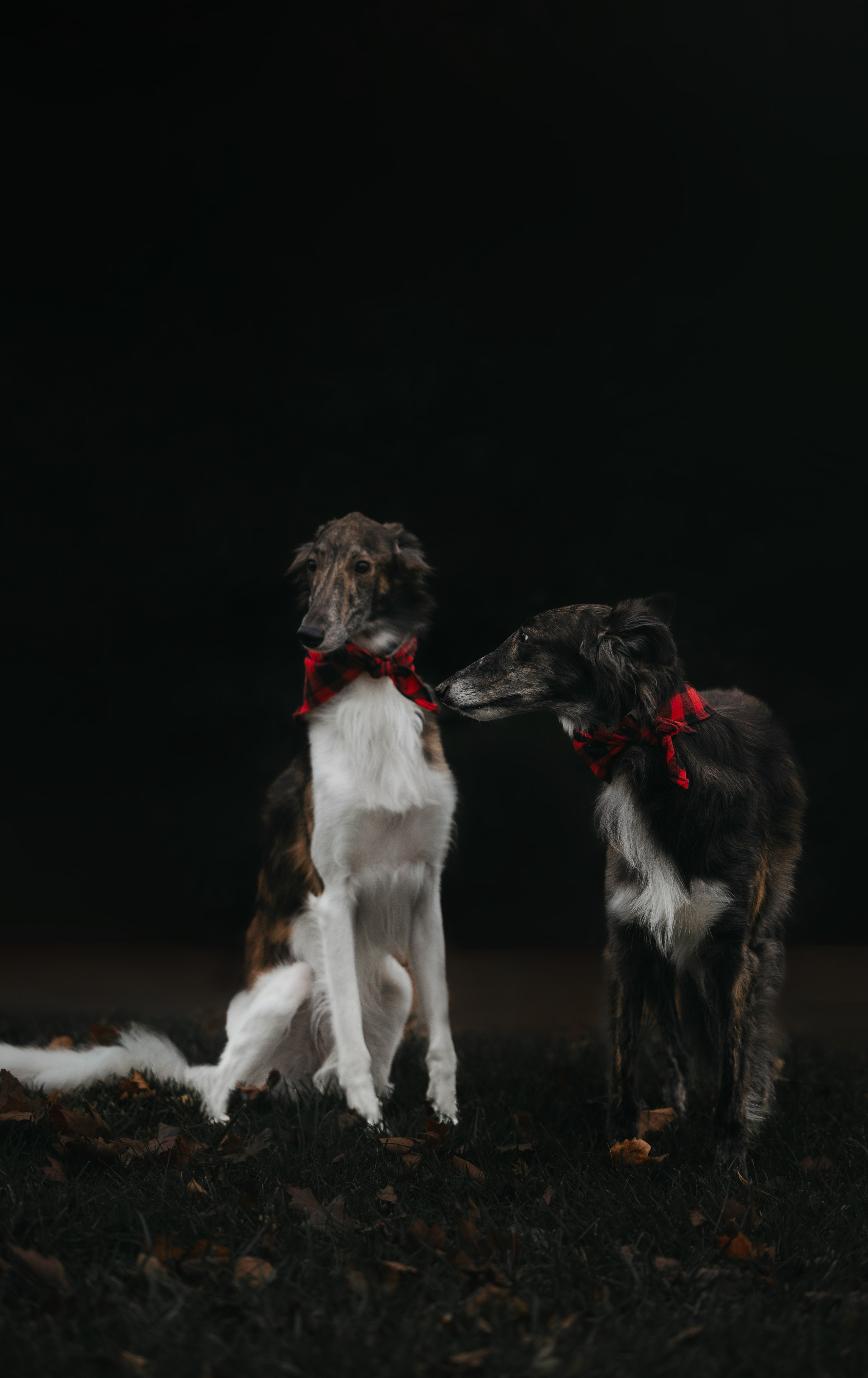 Luca, Oren & Mia. Pet Photographer Viktoriya Aleshenko