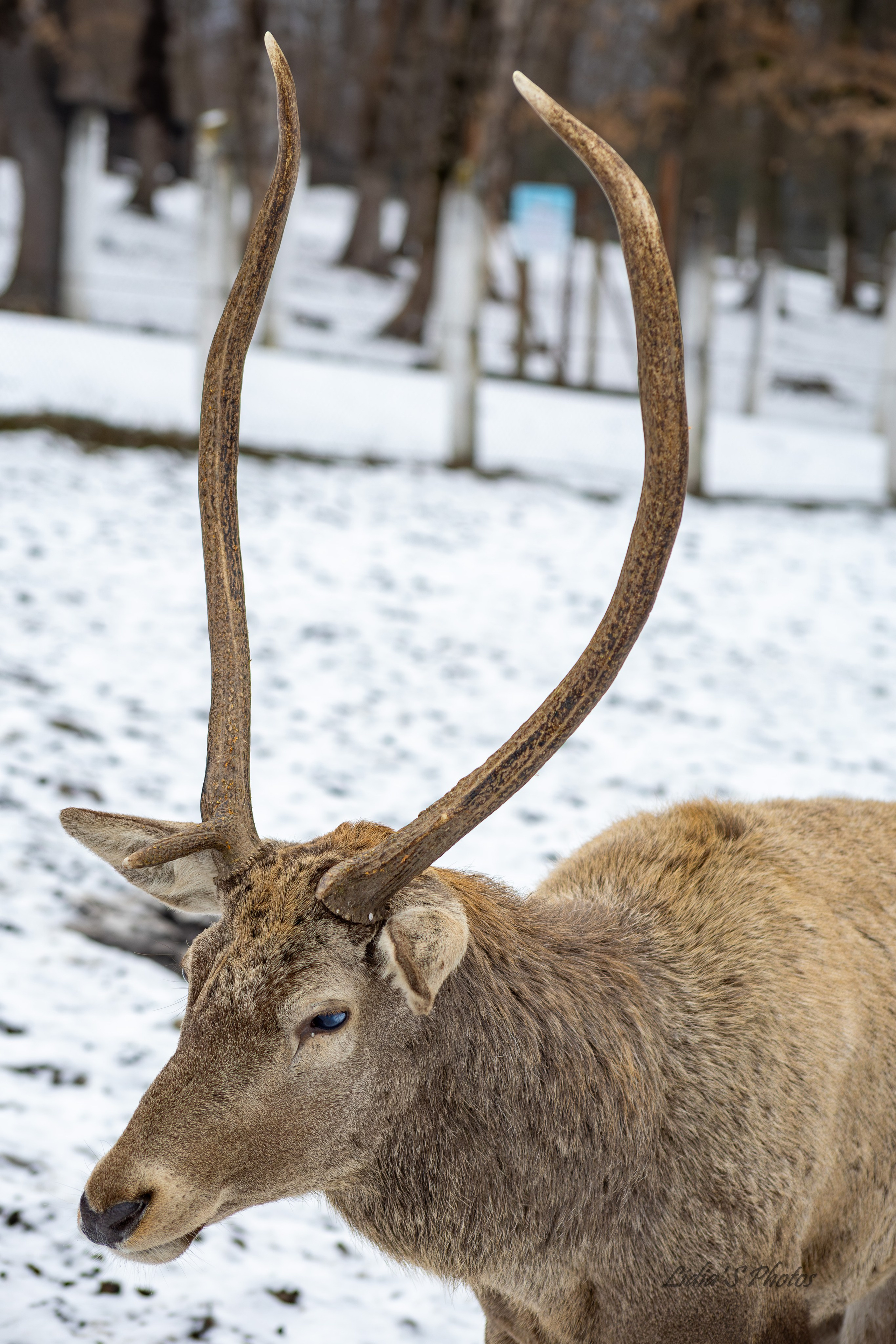 Flora și fauna. Fotograf. Lucrez cu oameni, produse și spații. Portret și fotografie creativă. Bacău, România. Lidia Savinoiu