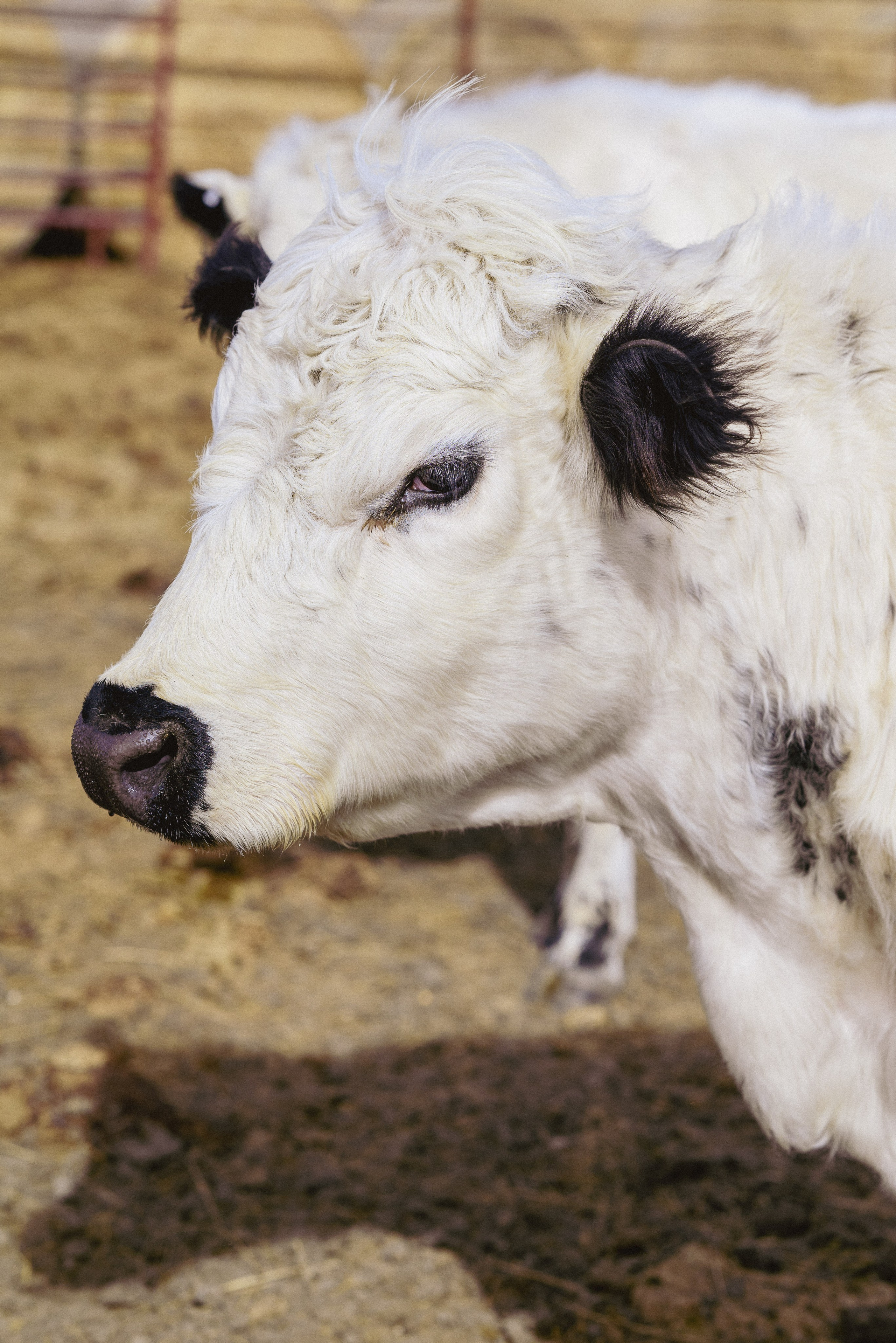 Farm animals. Victoria Lyubchenko — fine art photography in Bismarck, ND