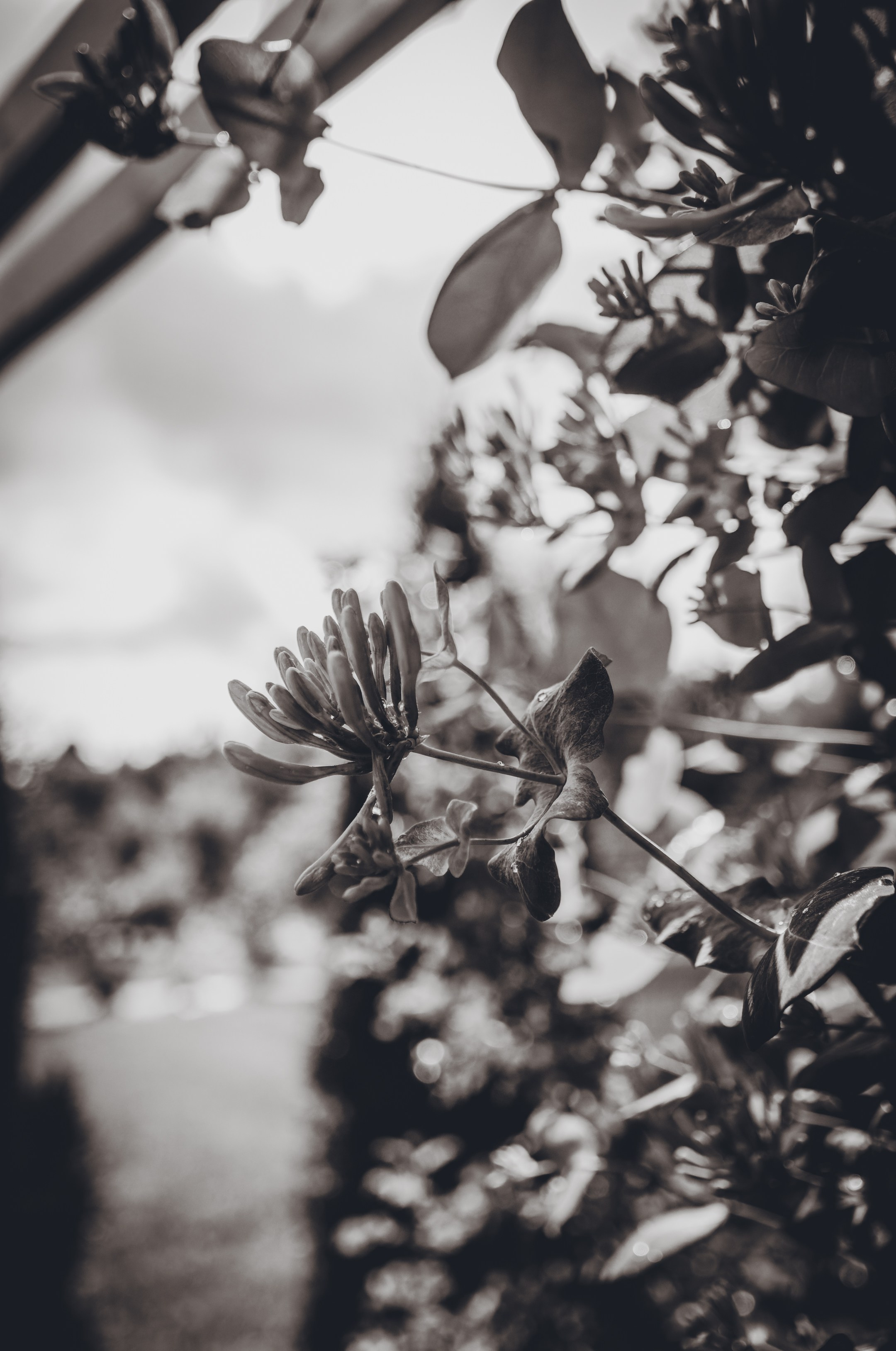 Saarema, reis. Nebula 25 — Fotod teie hingele