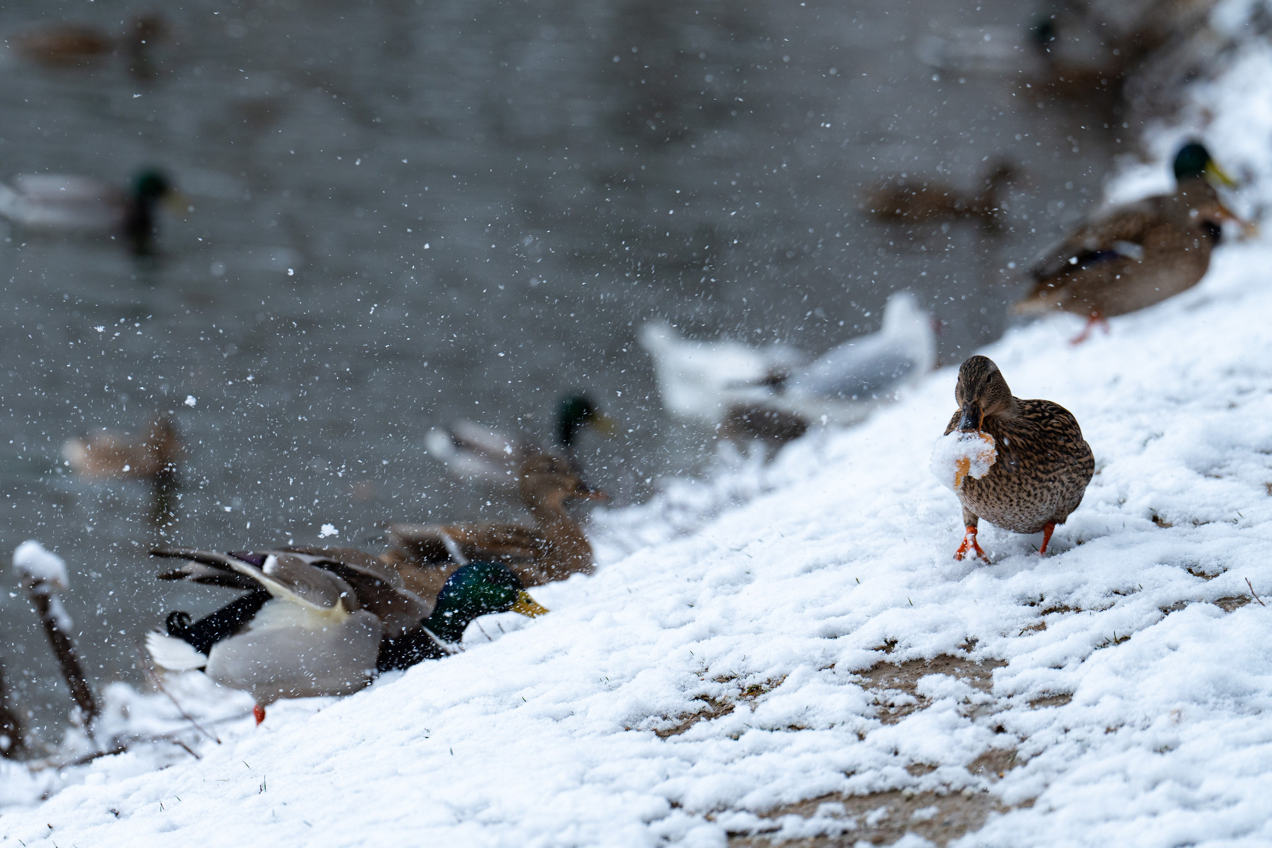 Первый снег в 2024 году. Георгий Намазов | Фотограф в Ташкенте