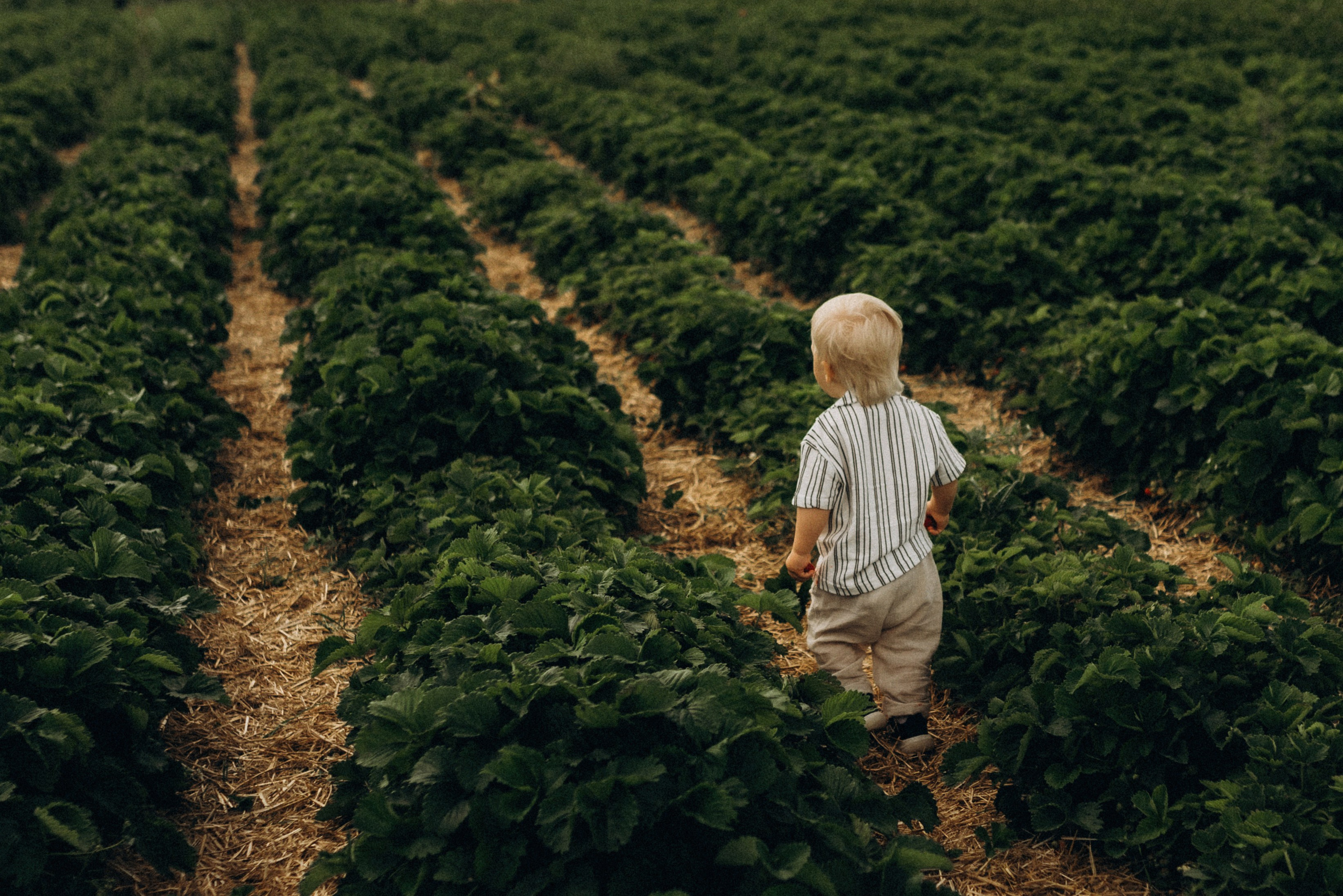 Семейная фотосессия в клубнике. Семейный фотограф Лейпциг, Германия