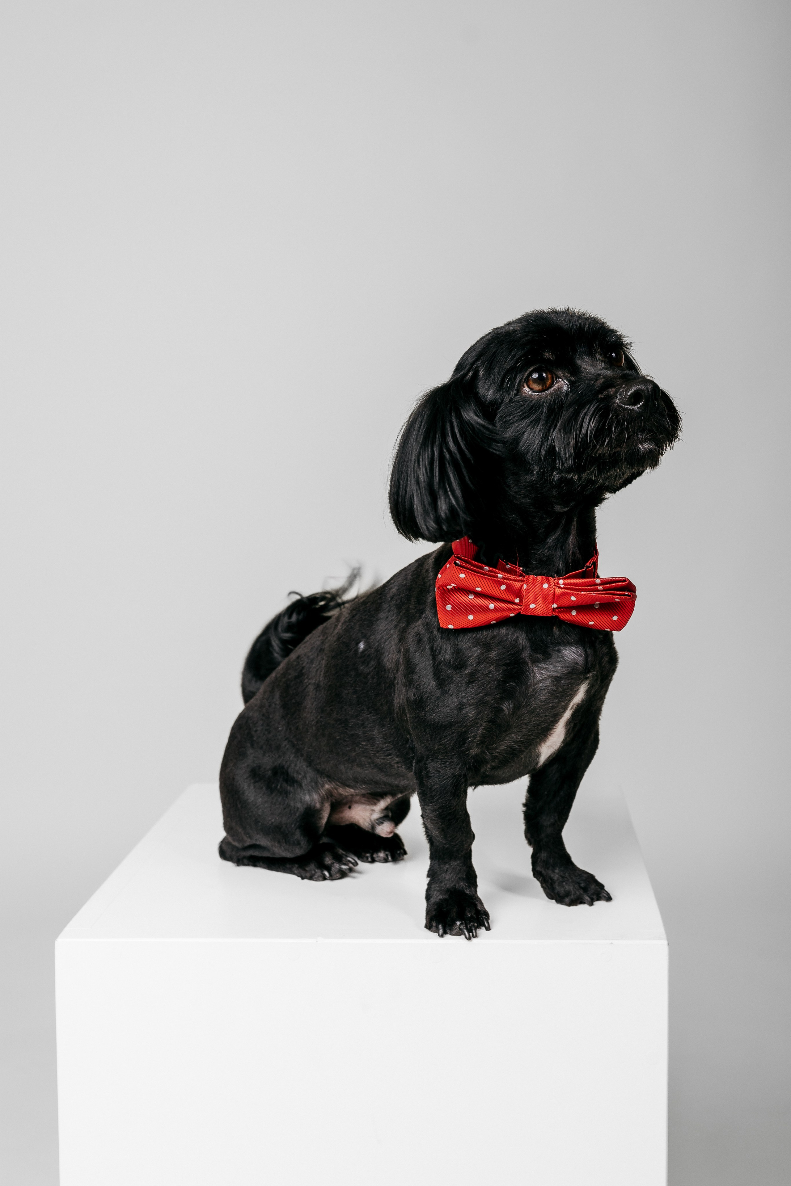 Šeimos fotosesija foto studojoje Marijampolėje