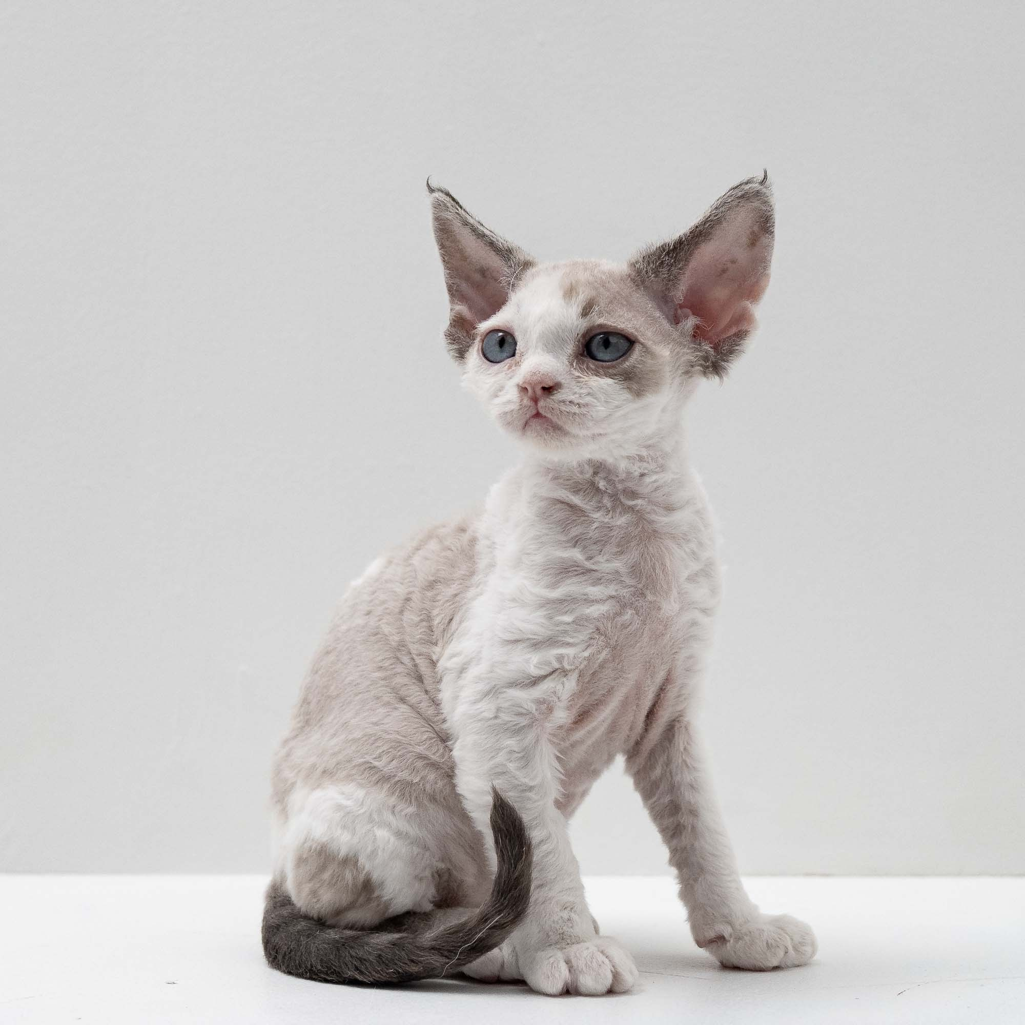 Frodo, boy, born on 01.01.25. Devon Rex Pixie Cattery