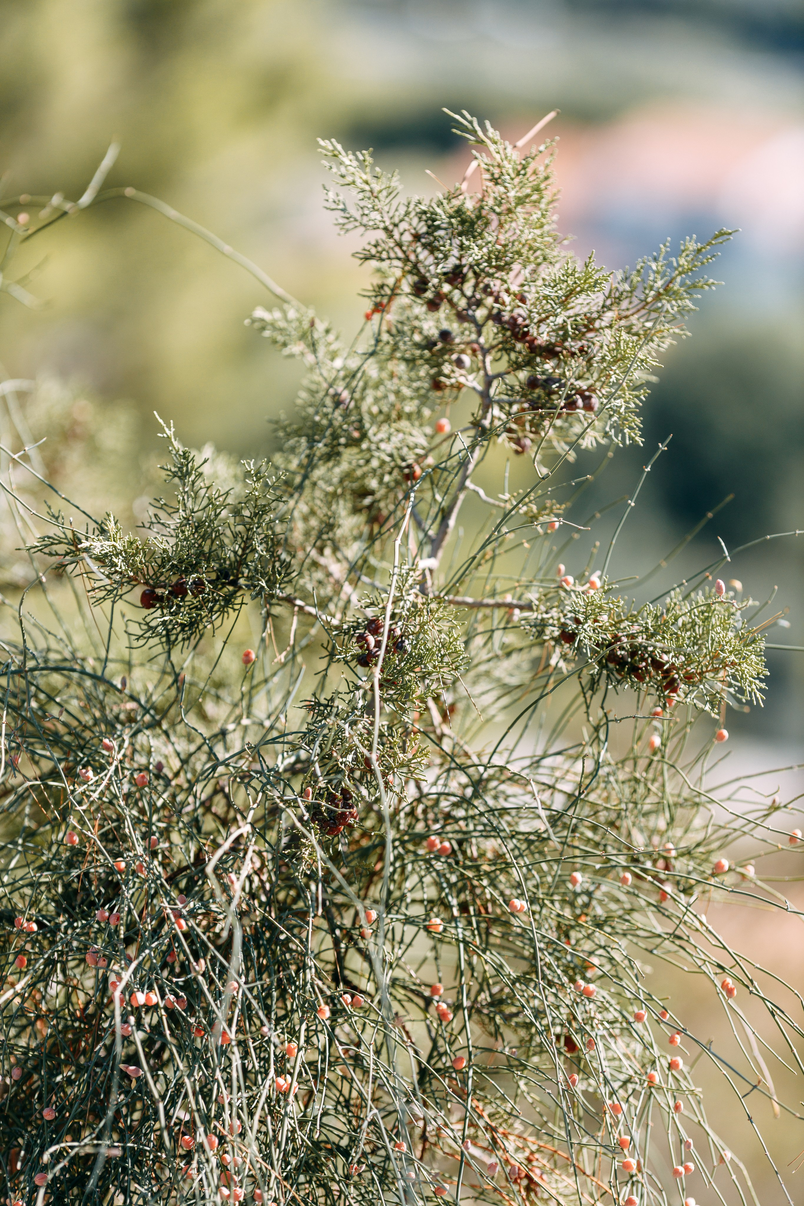 Love Kroatien. Professionele fotografin in Münsingen Olesia Wegele