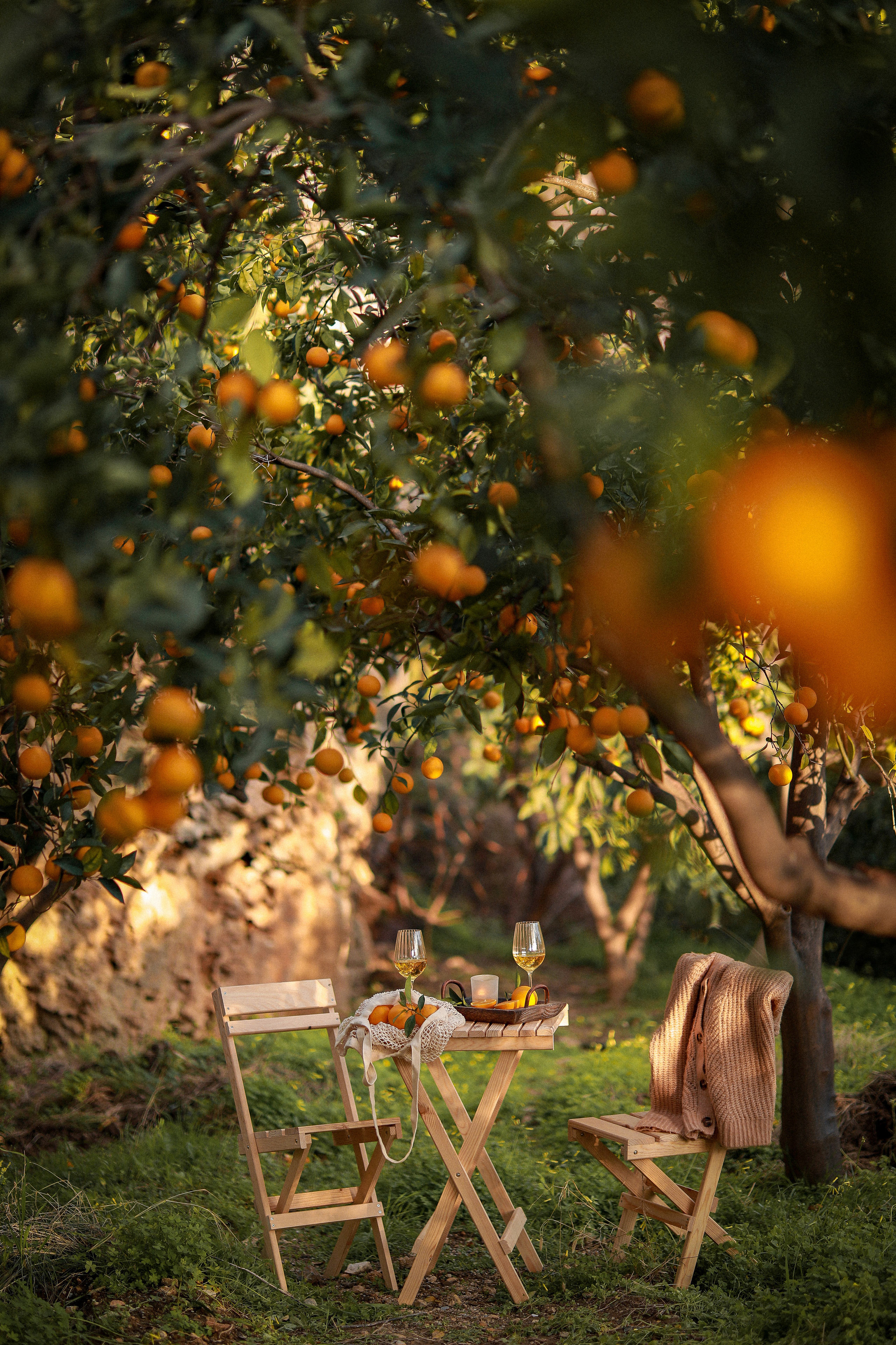 Пикник в апельсиновых садах. Апельсиновое дерево. Апельсиновые сады. Пикник на природе. Picnic. Фотосессия в апельсиновом саду. Цветение в Турции. Что цветет в Турции. Фотограф в Алании. Фотограф в Белек. Фотограф в Анталии. Фотограф в Турции. фотограф , Турция, Анталия, Белек, Сиде, Кемер, фотосессия, апельсиновый сад. 