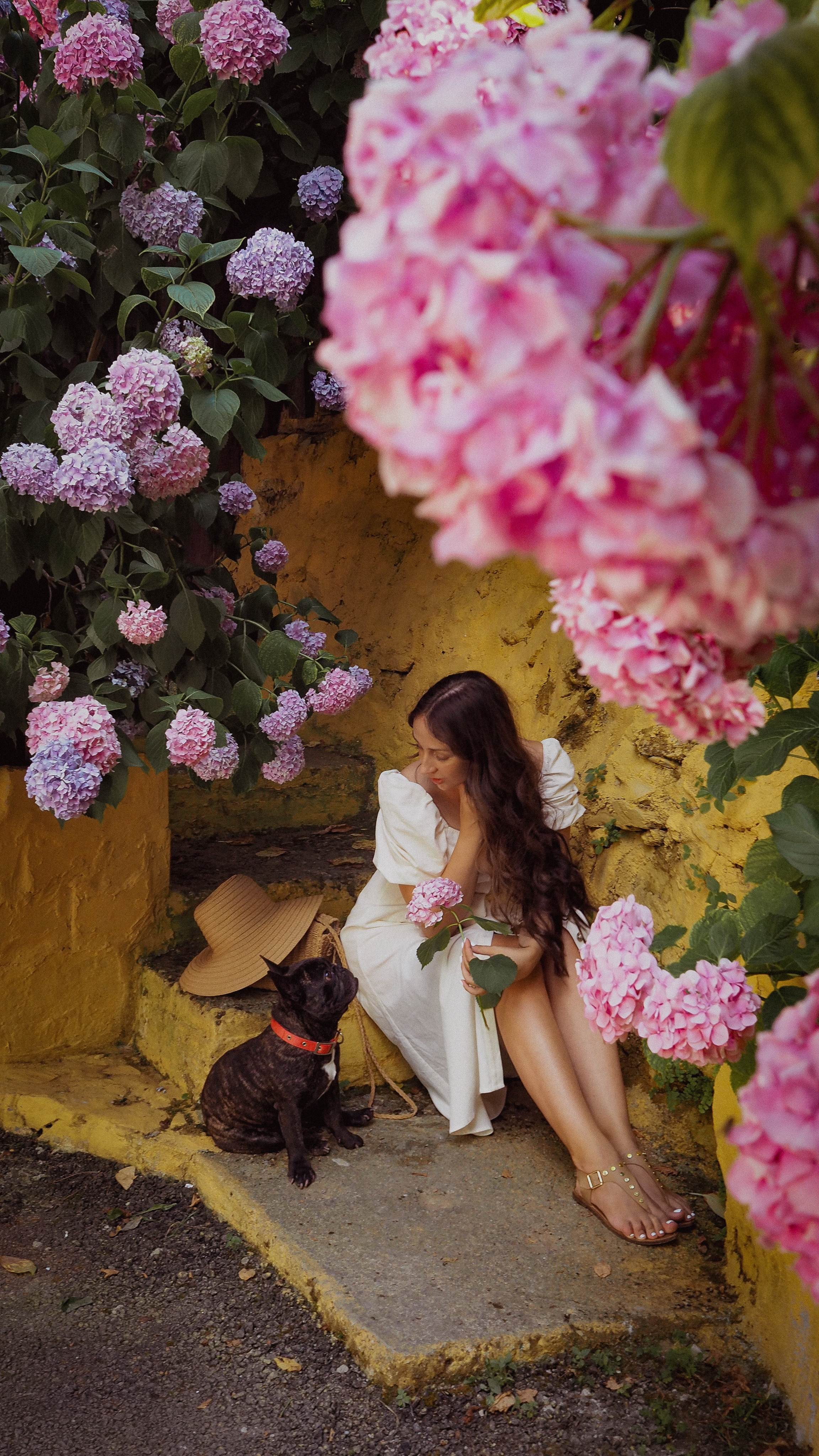 Цветение Гортензии. Фотограф в Турции | Алания, Сиде, Белек, Анталия, Кемер)