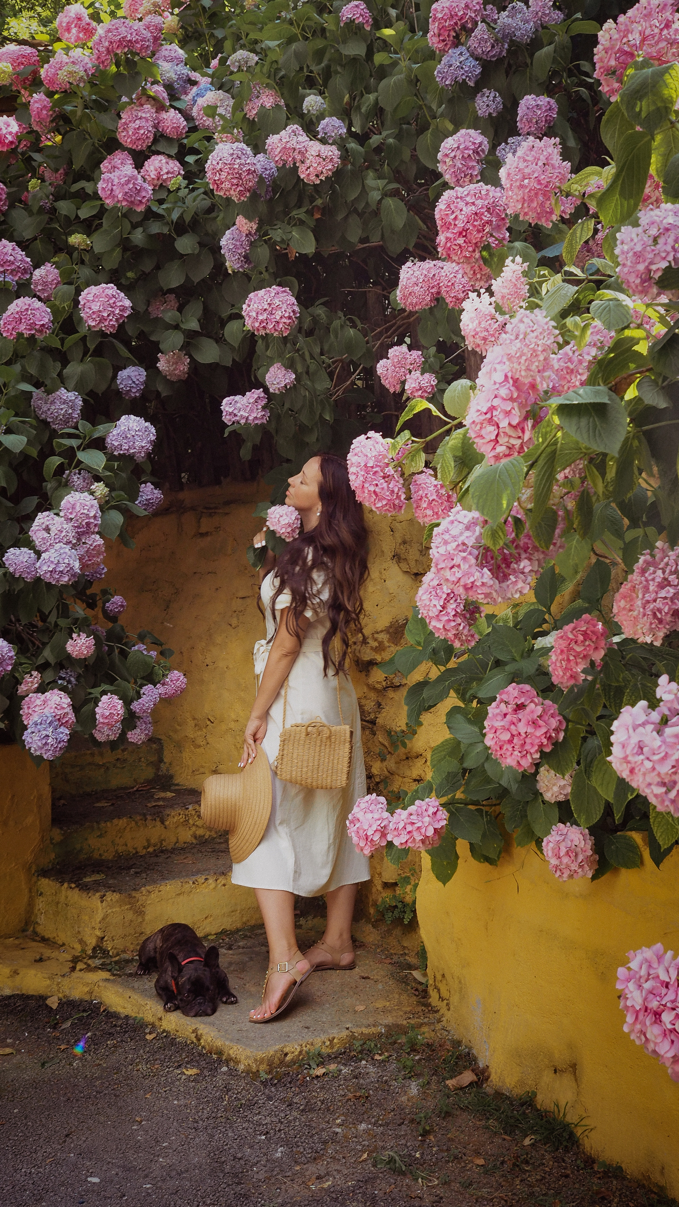 Цветение Гортензии. Фотограф в Турции | Алания, Сиде, Белек, Анталия, Кемер)