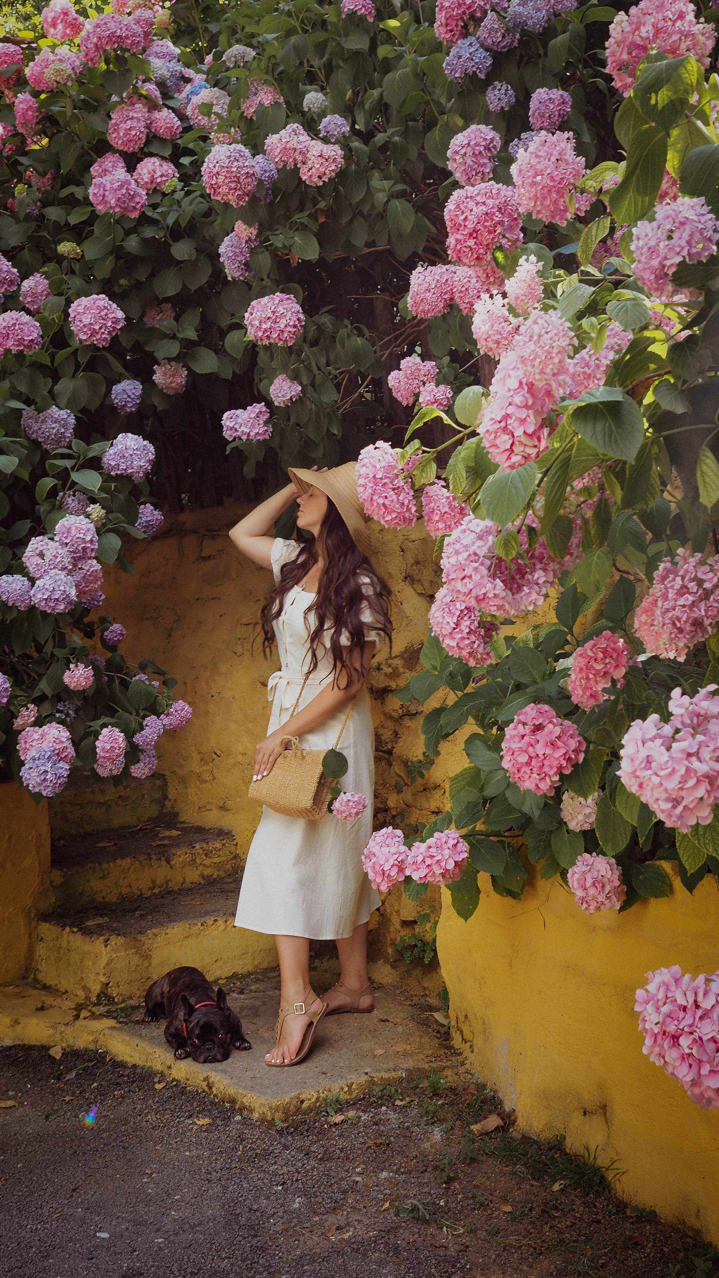 Цветение Гортензии. Фотограф в Турции | Алания, Сиде, Белек, Анталия, Кемер)