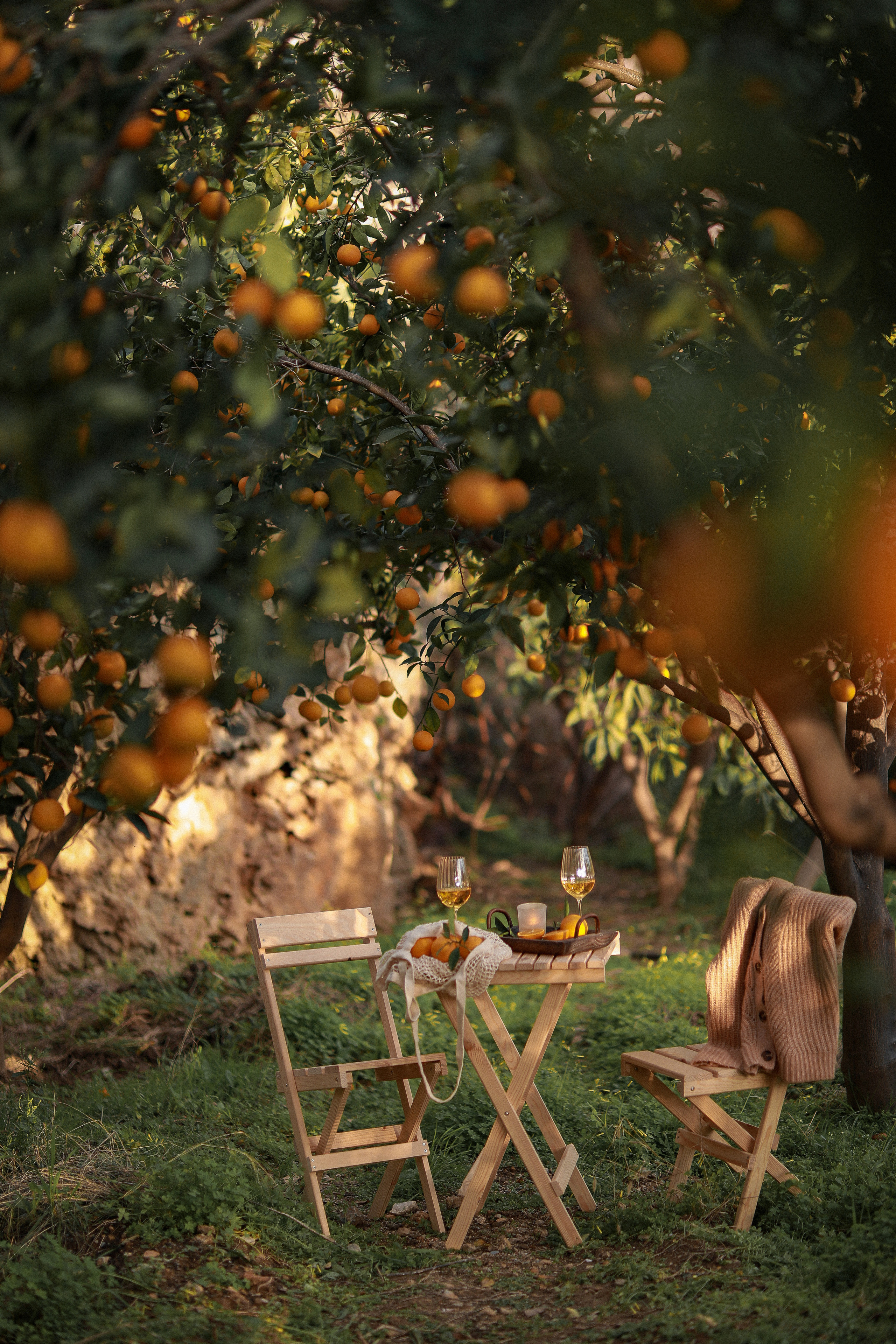 Пикник в апельсиновых садах. Апельсиновое дерево. Апельсиновые сады. Пикник на природе. Picnic. 