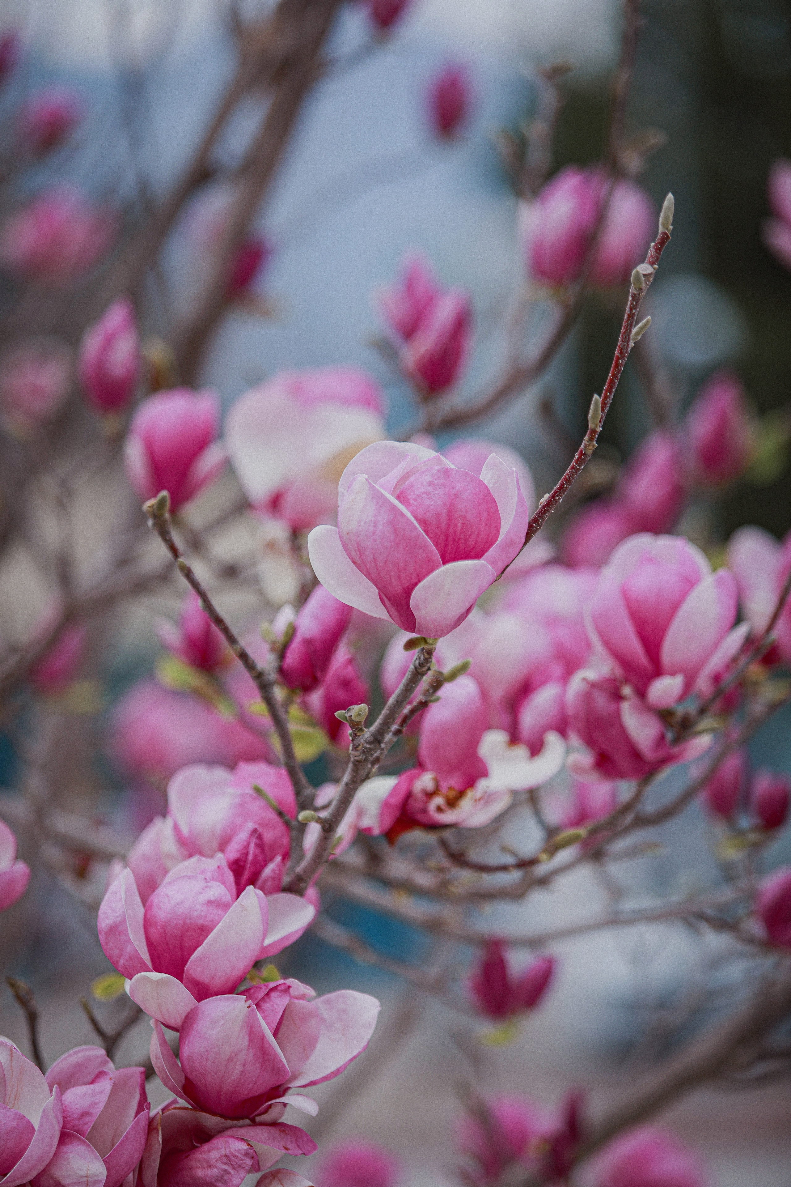 Фотосессия в магнолии. Кемер. Магнолия. Фотосессия в магнолии. Magnolia.Фотосессия в Магнолии. Фото с магнолией. Магнолия цветет в Кемере. Весна в Кемере. Что цветет в Турции? Что посетить в Кемере. Фотограф в Анталии. Фотограф в Турции. Фотограф в Белеке. Фотограф в Алании. Фотограф Аланья. Фотограф Анталья. Фотограф Белек. Фотограф Турция. Фотограф Каш. Фотограф Бодрум. Свадебнвй фотограф в Турции. Организатор свадеб в Турции . Оранизатор свадеб в Алании. Организатор свадеб в Анталии. Что цветет в Турции. Что цветет на анталийском побережье.