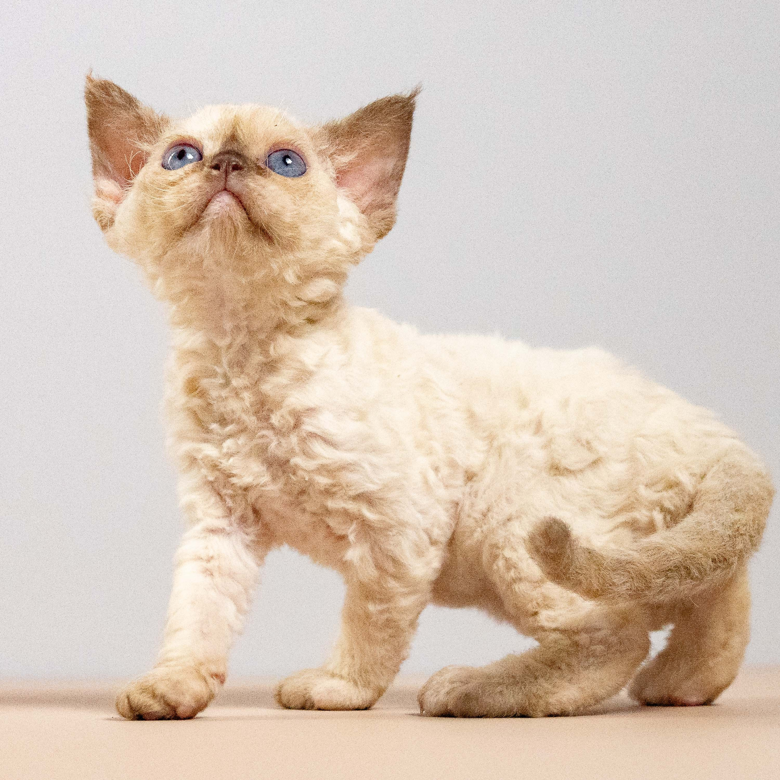 Luna, girl, born 12.20.2025. Devon Rex Pixie Cattery