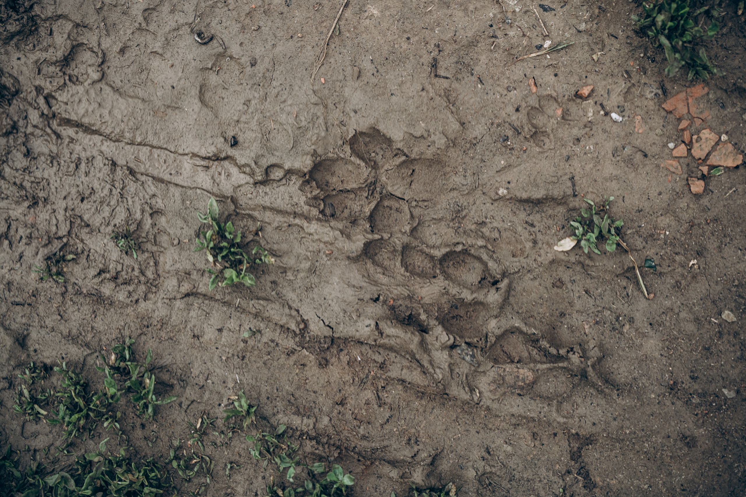 Family memories: at home and in nature. Фотограф у Пальма де Майорка