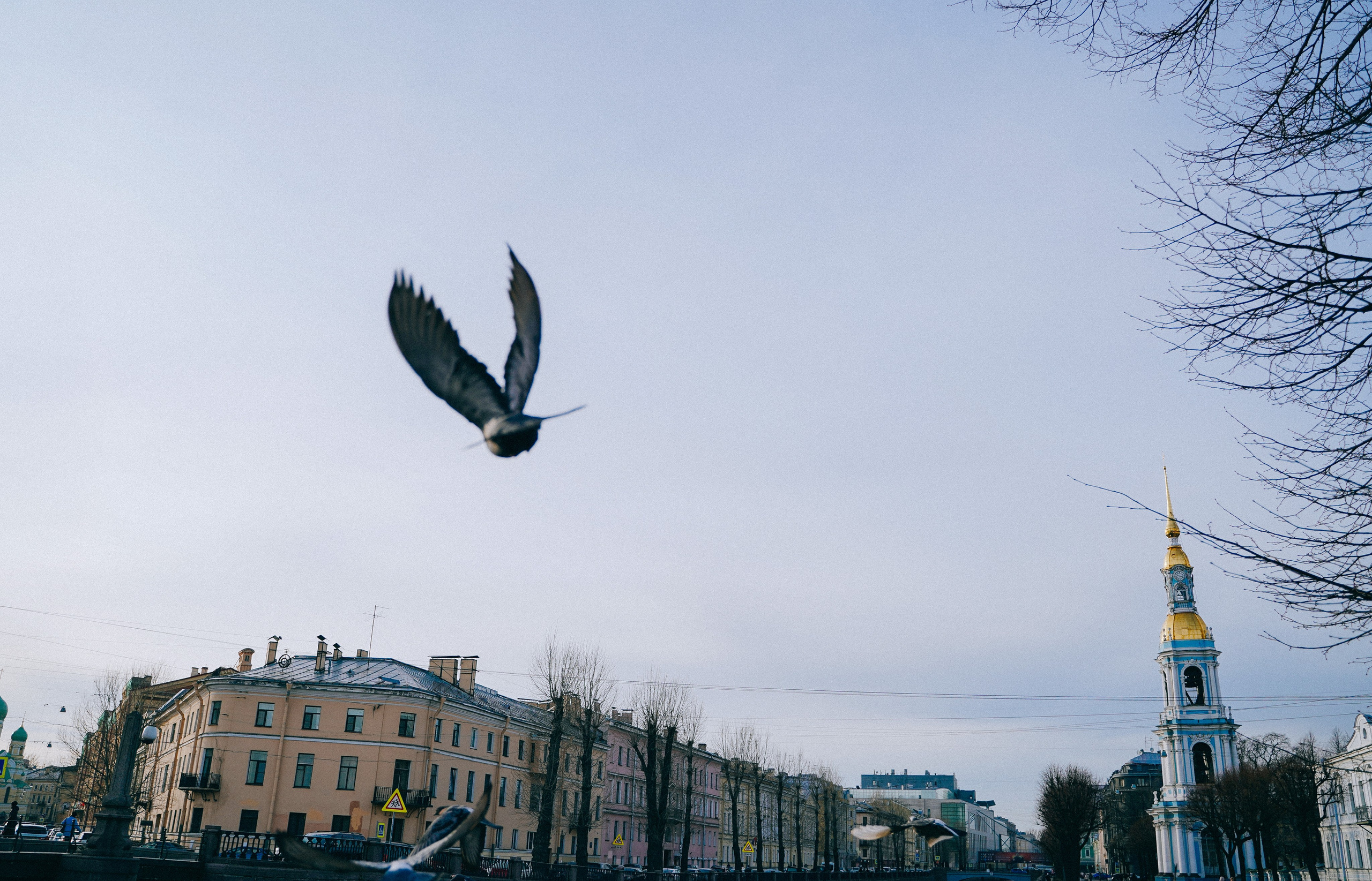 Пернатый психоз. Стрит-фотография, полная абсурда, идиотизма и красоты