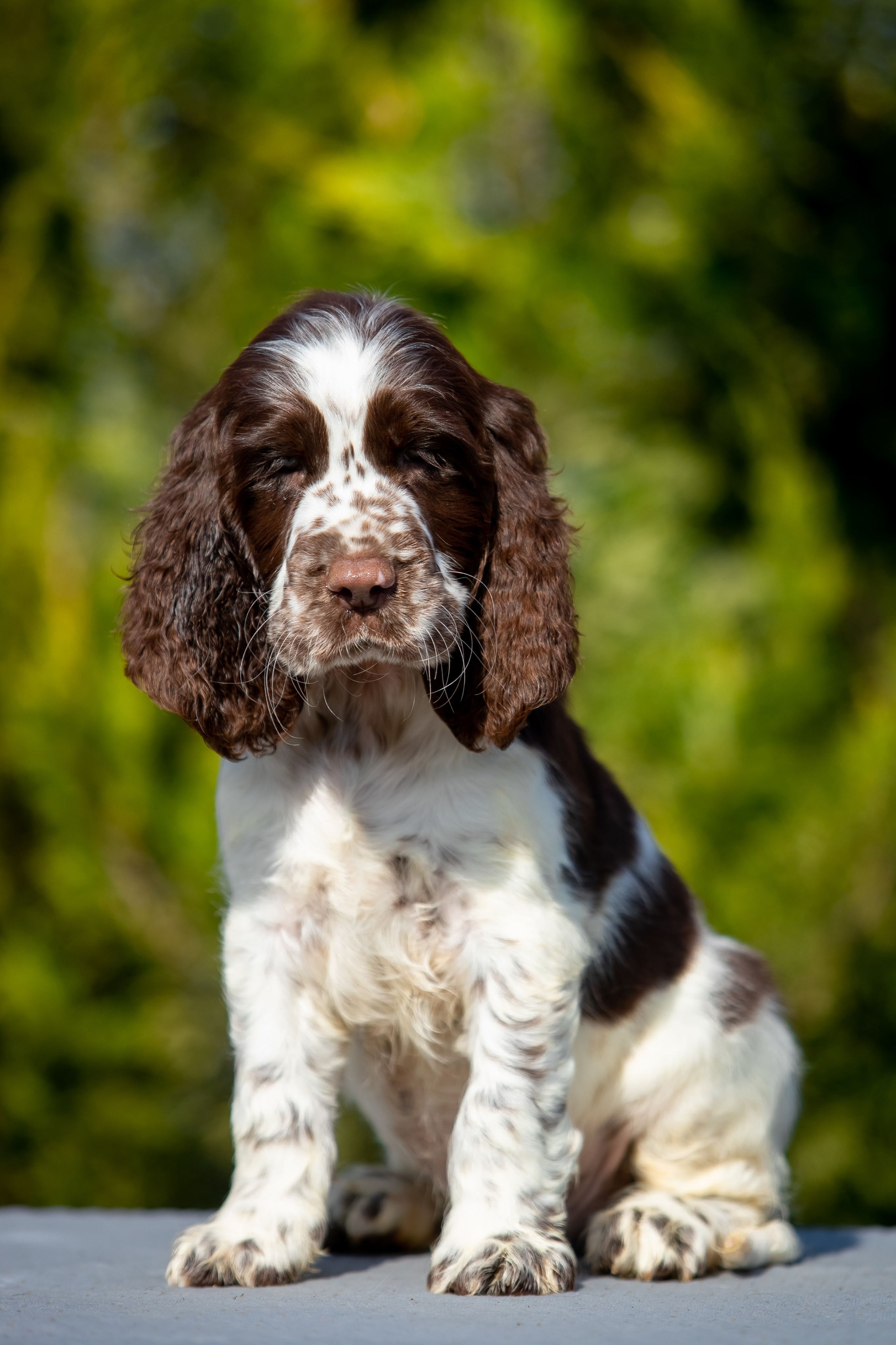Male — Orange collar 🧡. Website of the titled stud dog of the Springer Spaniel breed