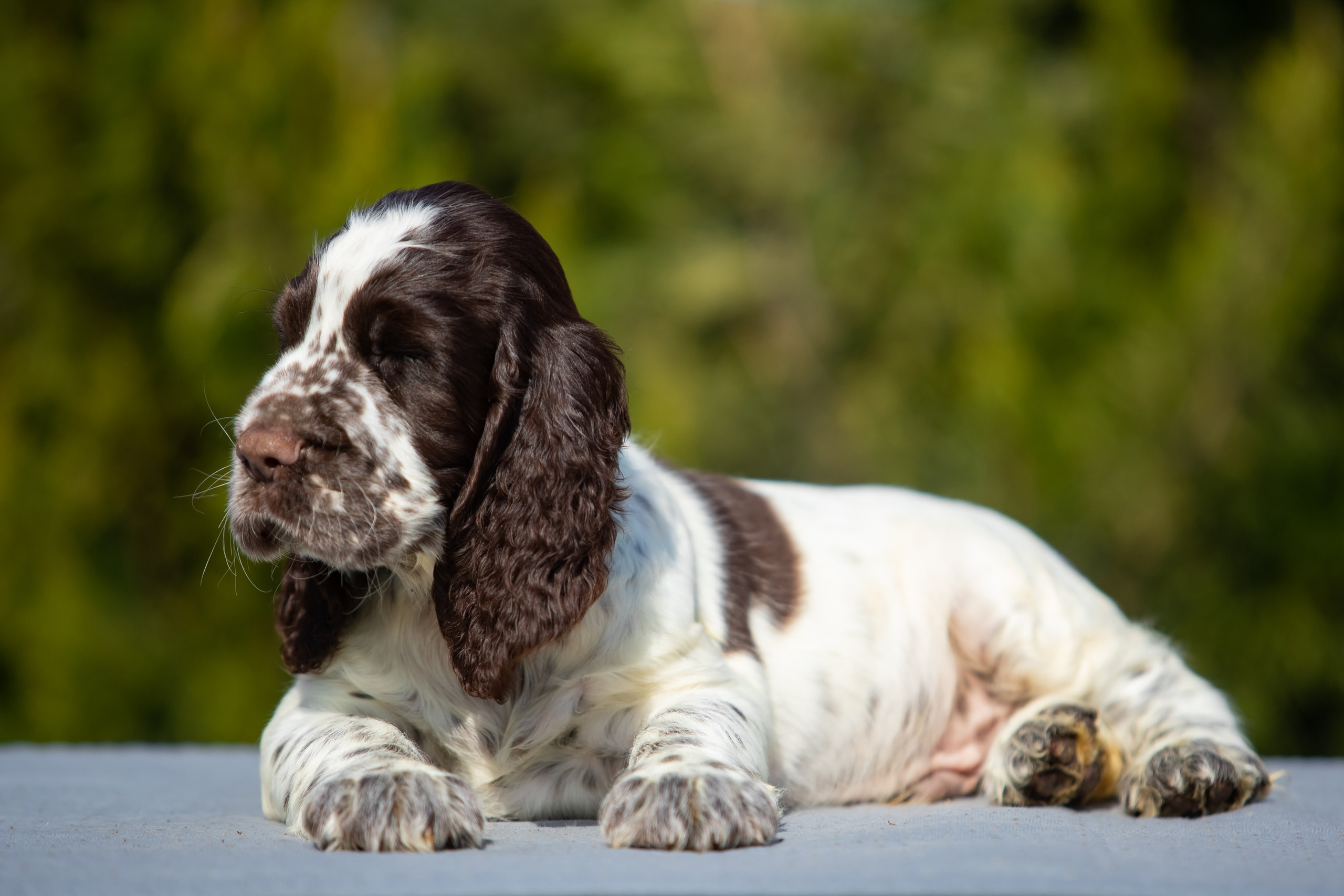 Male — Blue collar 💙. Website of the titled stud dog of the Springer Spaniel breed