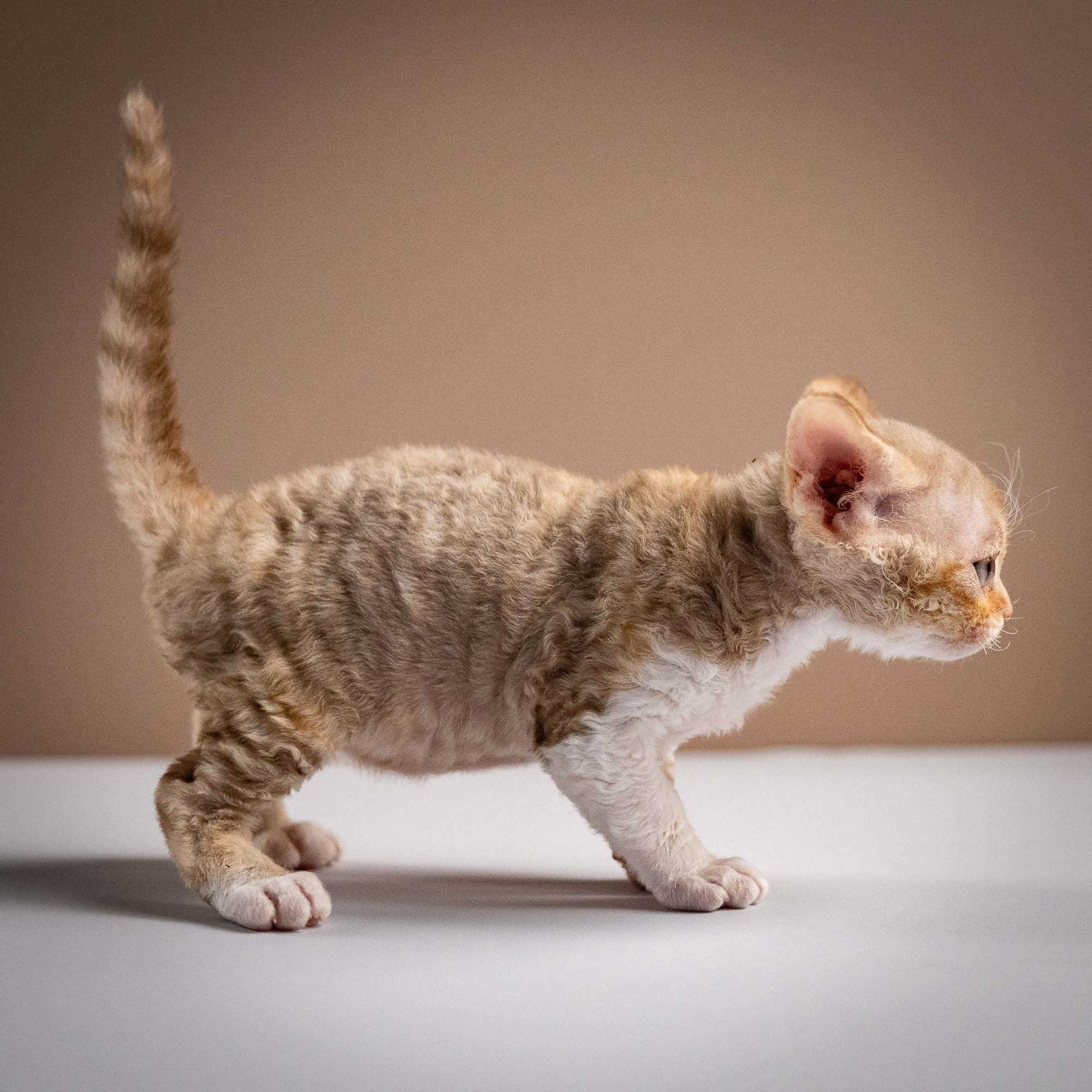 Ophelia, girl, born 02.08.26. Devon Rex Pixie Cattery